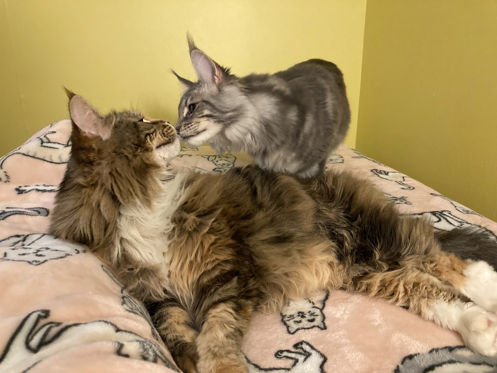 Maine Coon Kittens For Sale