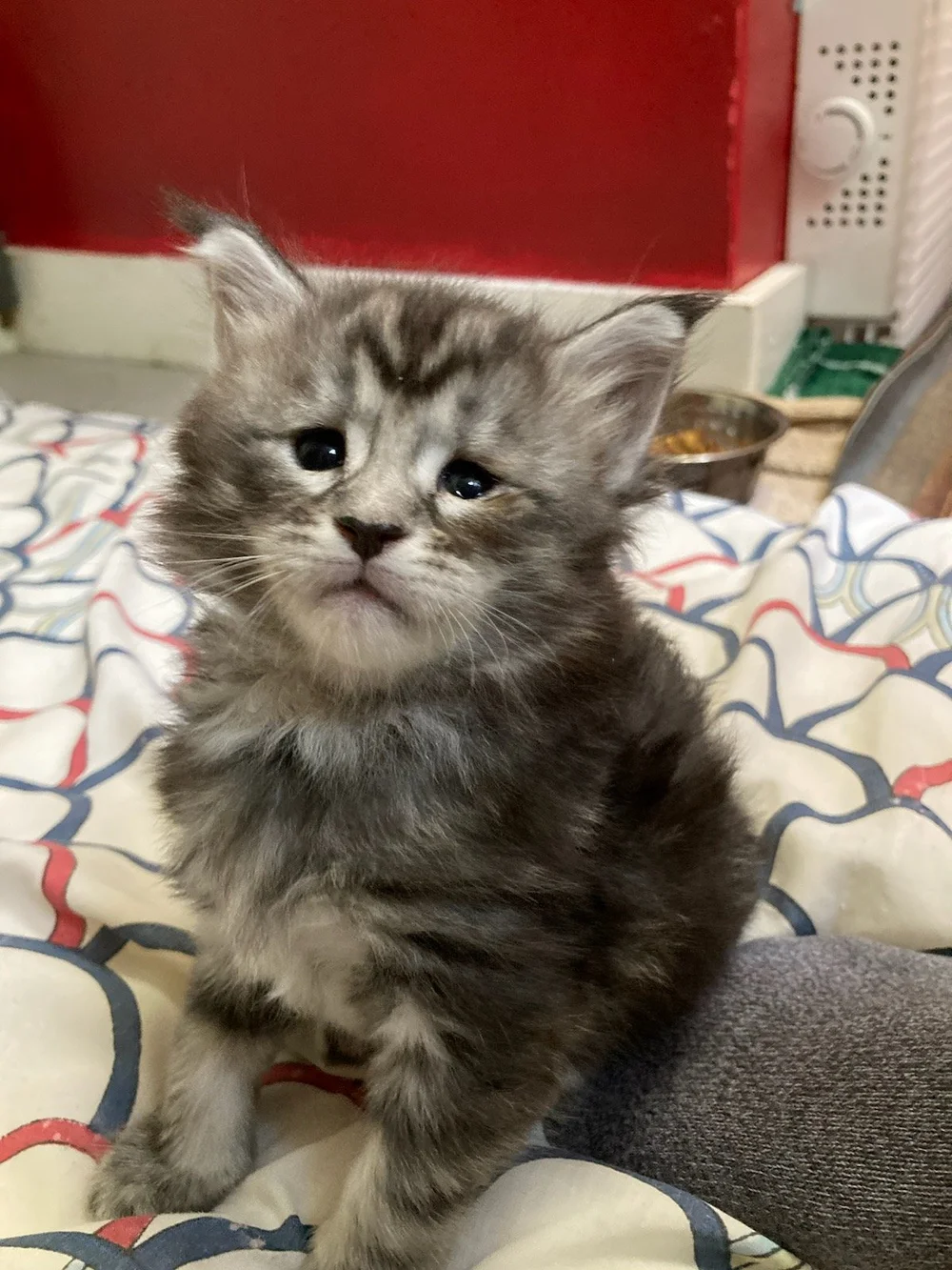 Maine Coon Kittens for sale in Yarmouth ME — Maine Coon Cats