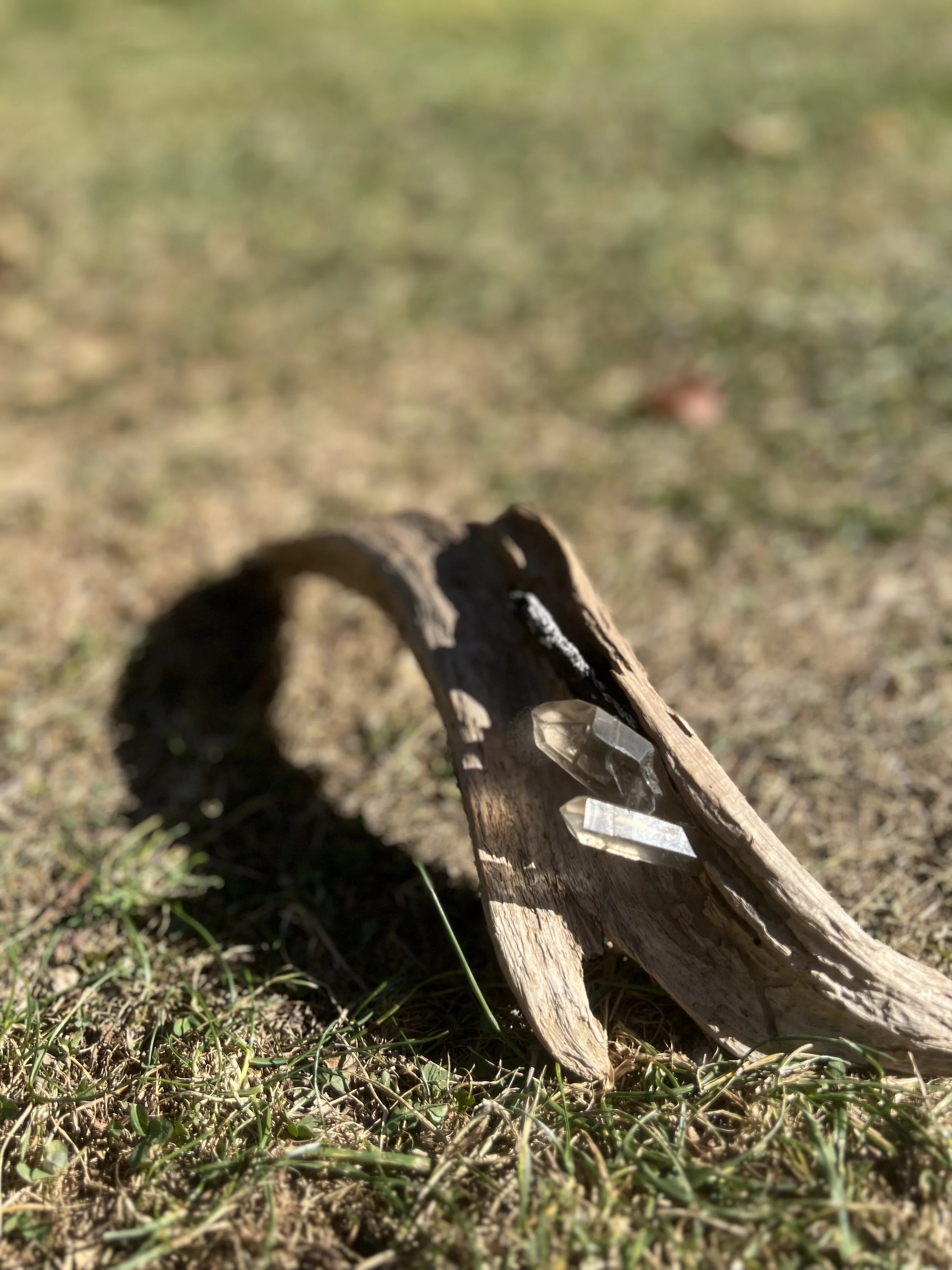 A weathered piece of driftwood on the ground with several small quartz crystals embedded in it, grass and soil surrounding it, and blurred green background.