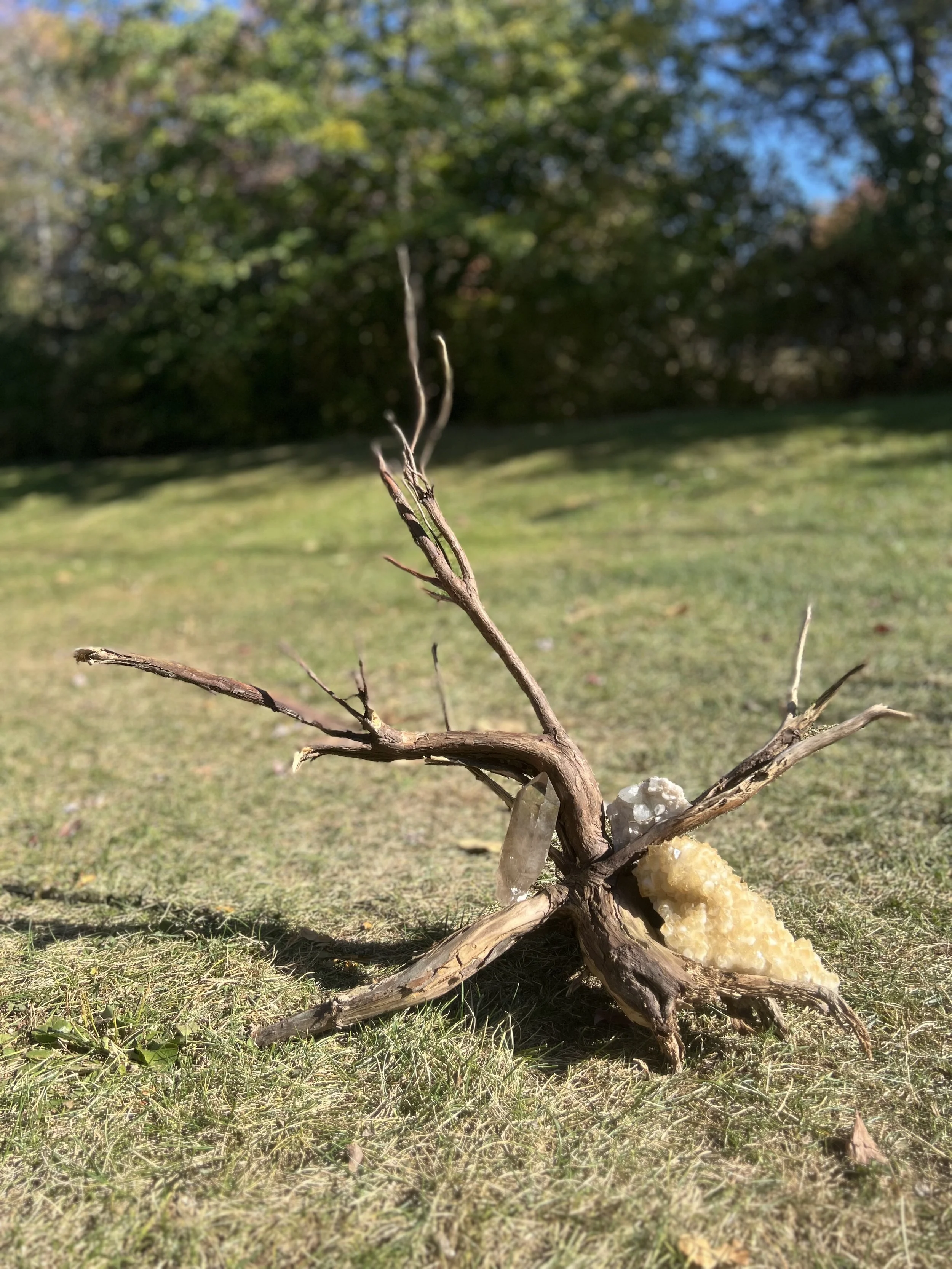 THE ROOT