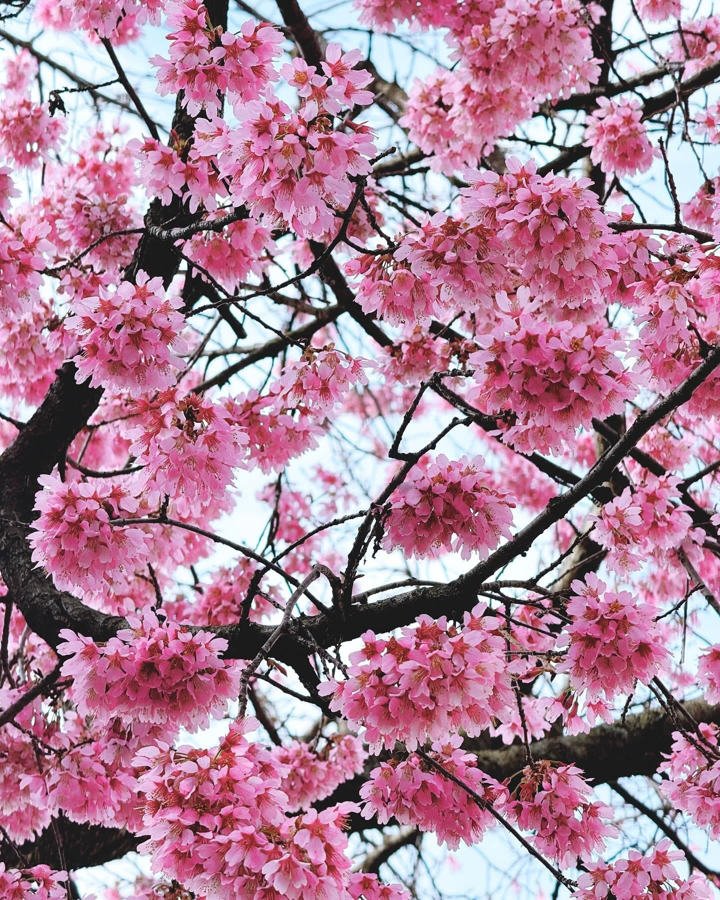signs of spring 🌸🌼🌷✨