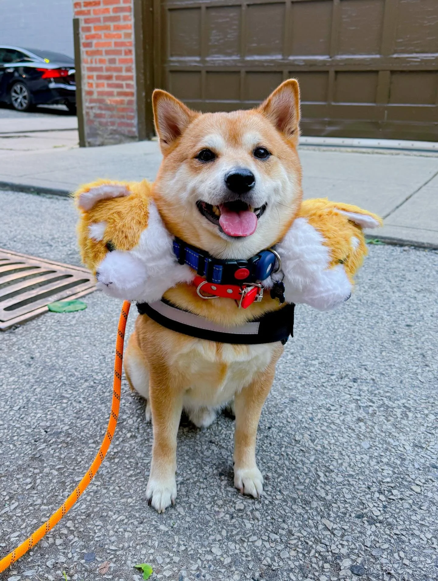 Howl-o-ween with Rush &amp; Co! 🐶🎃👻✨