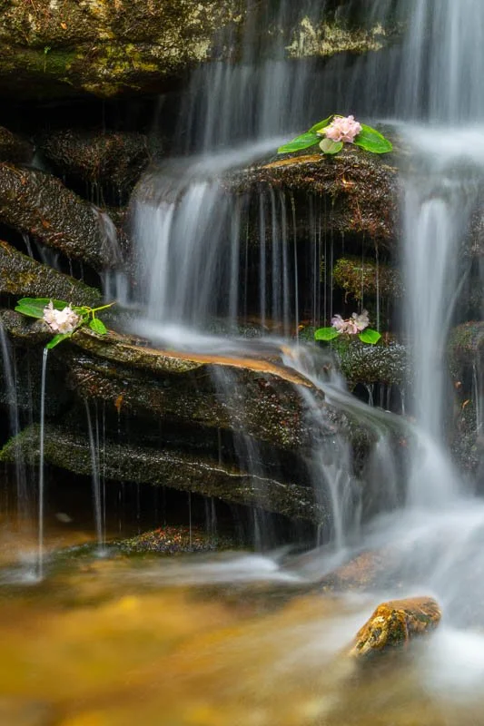 Duggars Creek with Rhodies.jpg