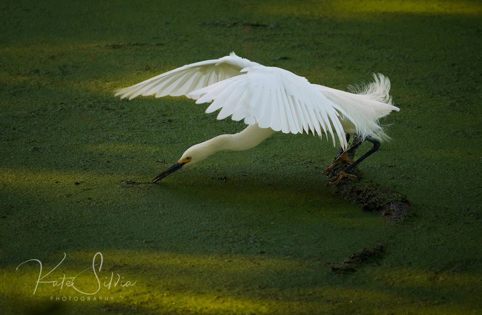 Snowy Egret Fishing from a log.jpg