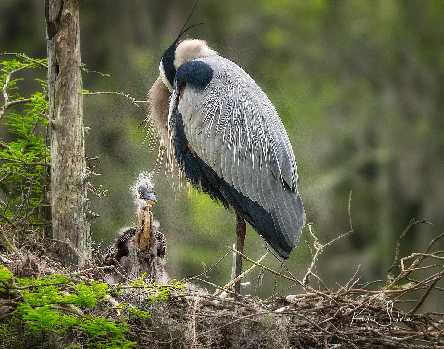 Audubon Great Blue Baby on Nest Cleaned up CEP Cropped.jpg