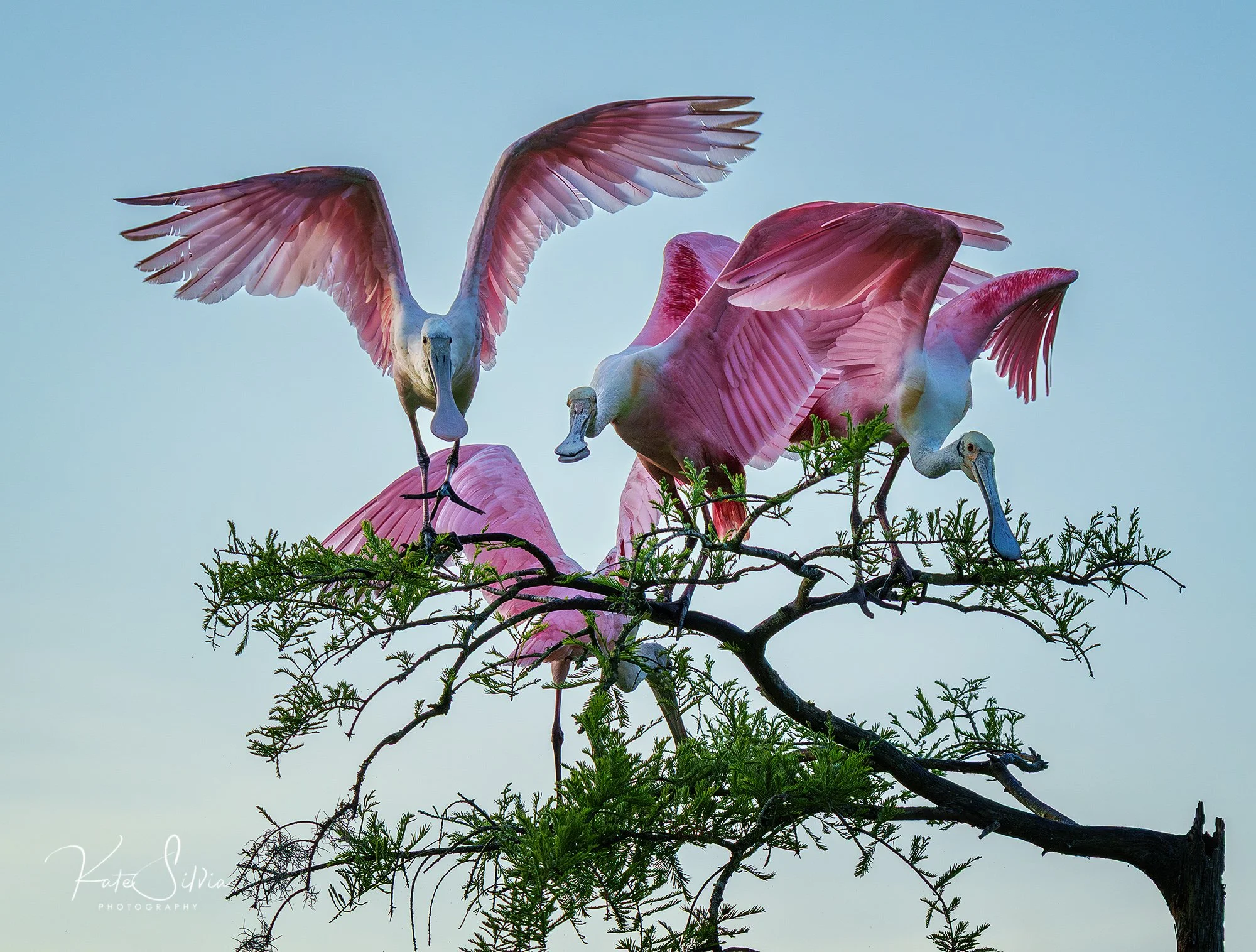 Roseate Spoonbills The Gangs All Here.jpg
