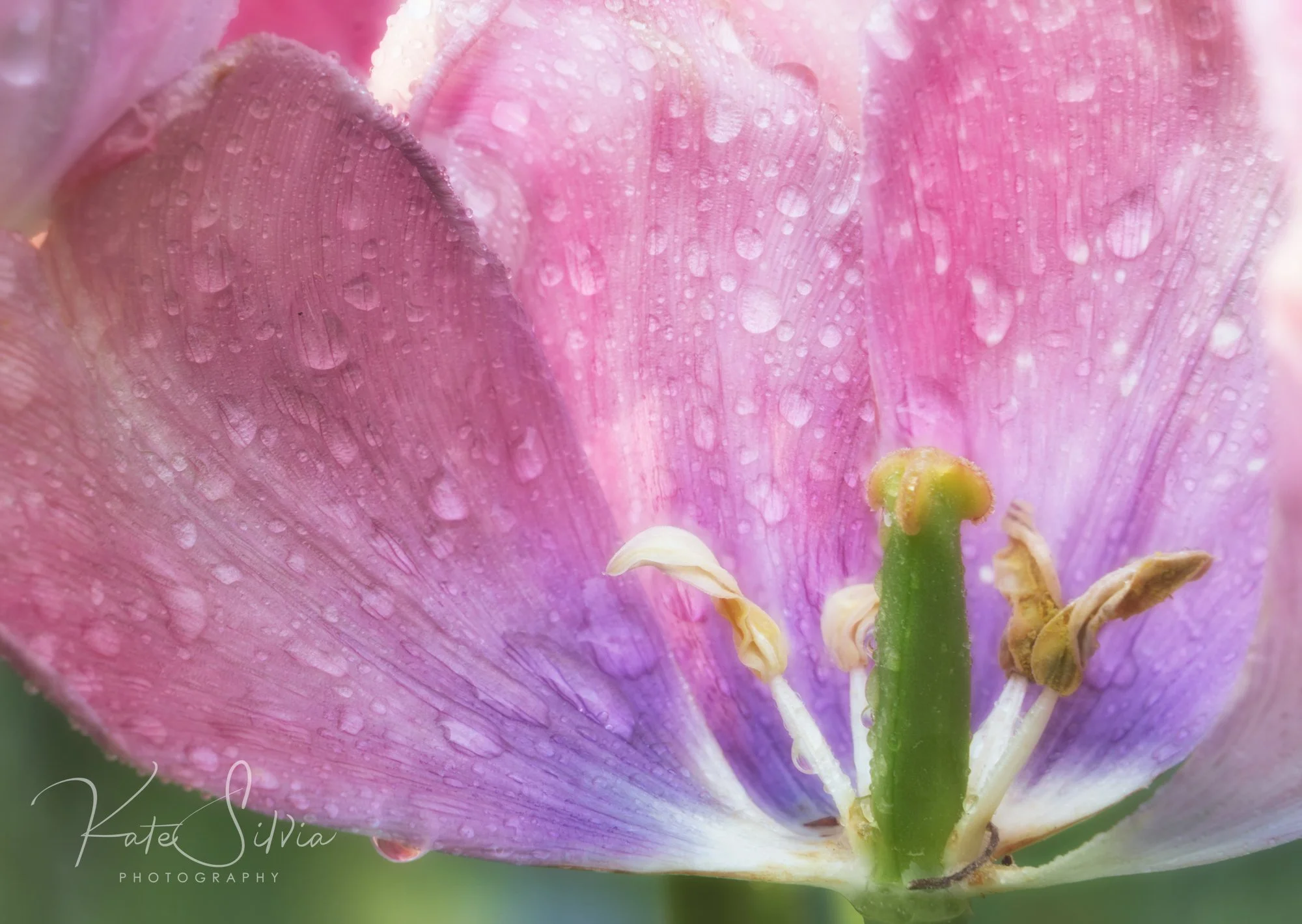 Magnolia 2024 Pink Tulip CEP Sunlight.jpg