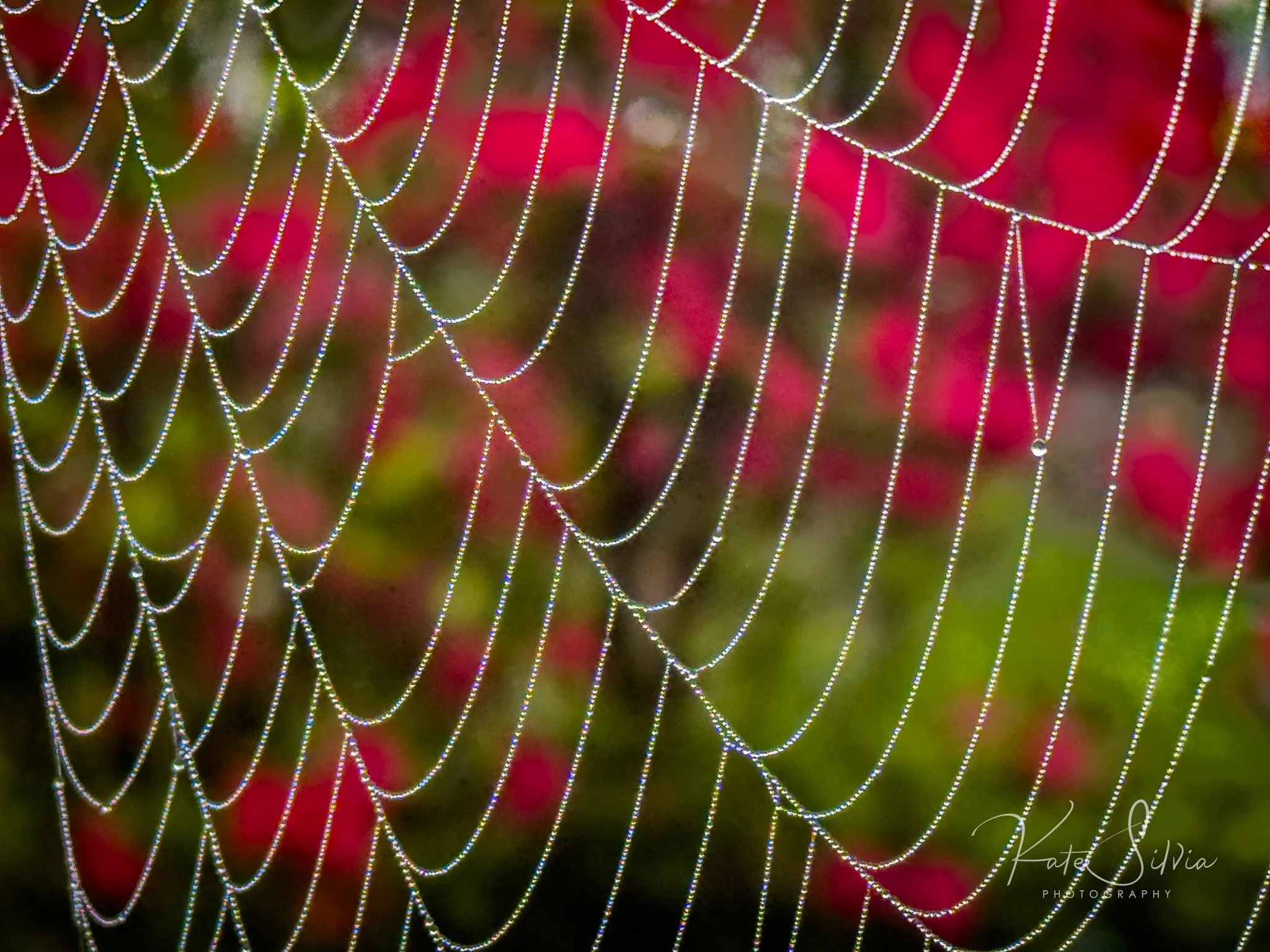 Spider Web Flower Background .jpg