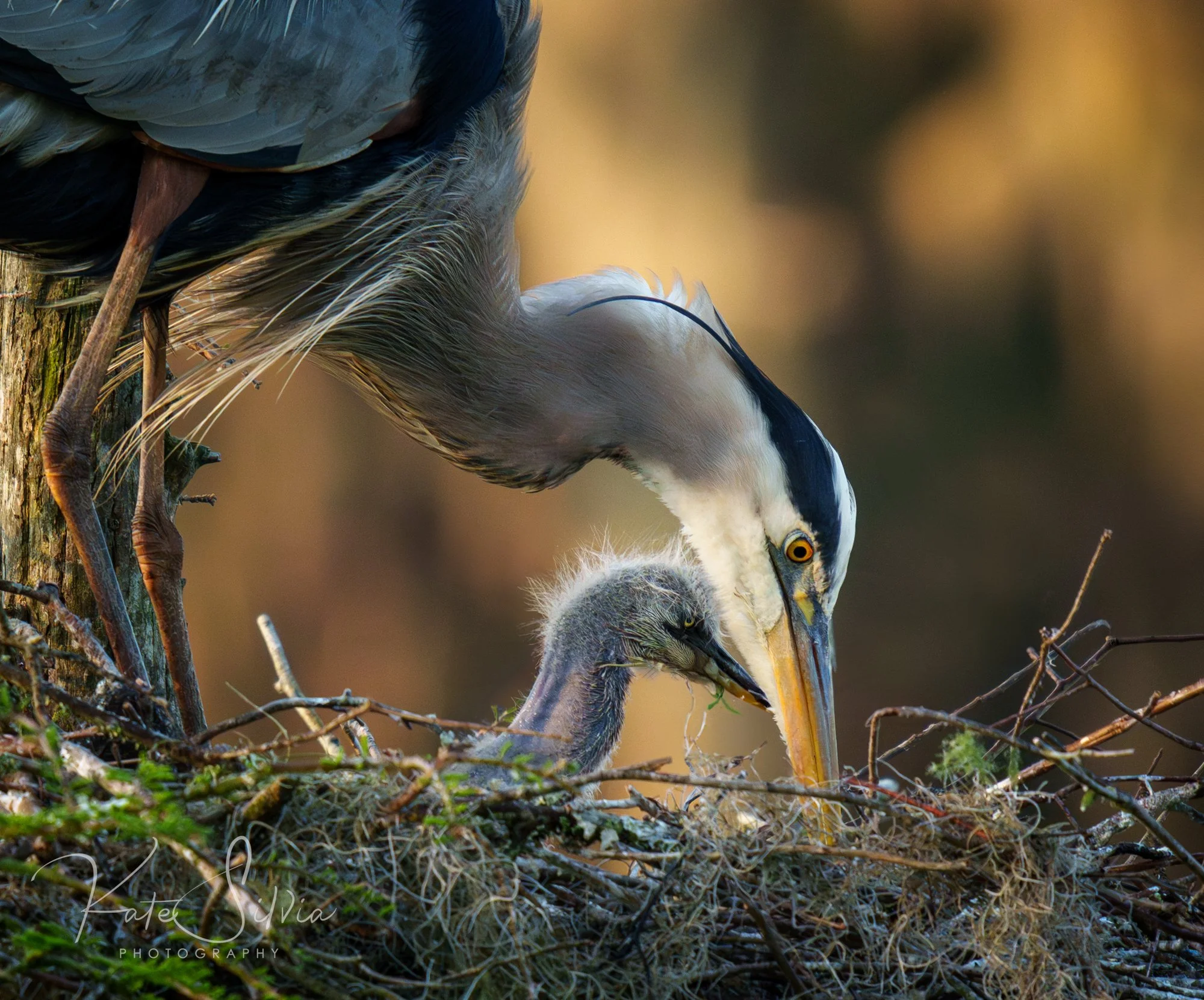 Great Blue Heron and Chick AI Cleaned Up CropCEP.jpg