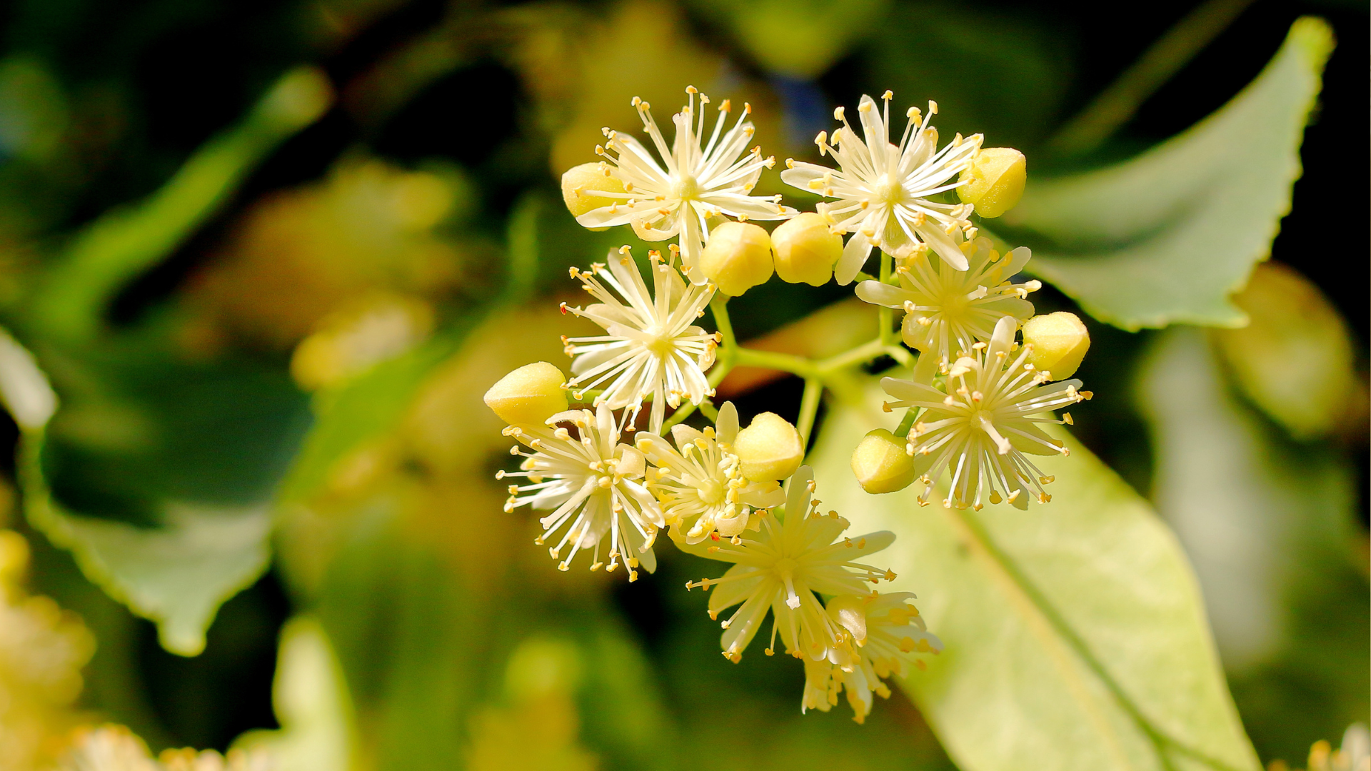 The Linden Tree: A Timeless Symbol of Beauty and Healing — ESTY SKIN STUDIO