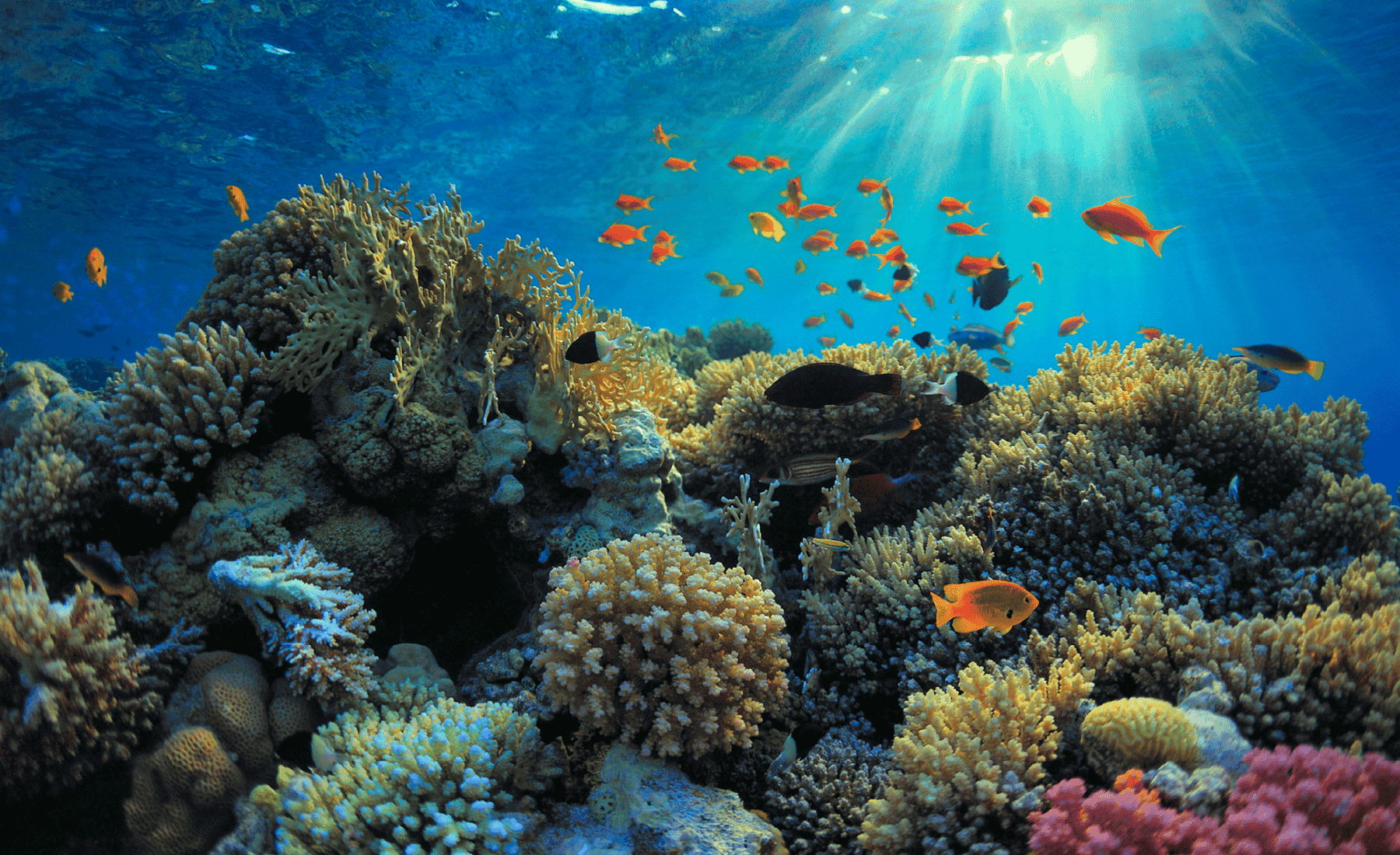 2024 Economist World Ocean Summit