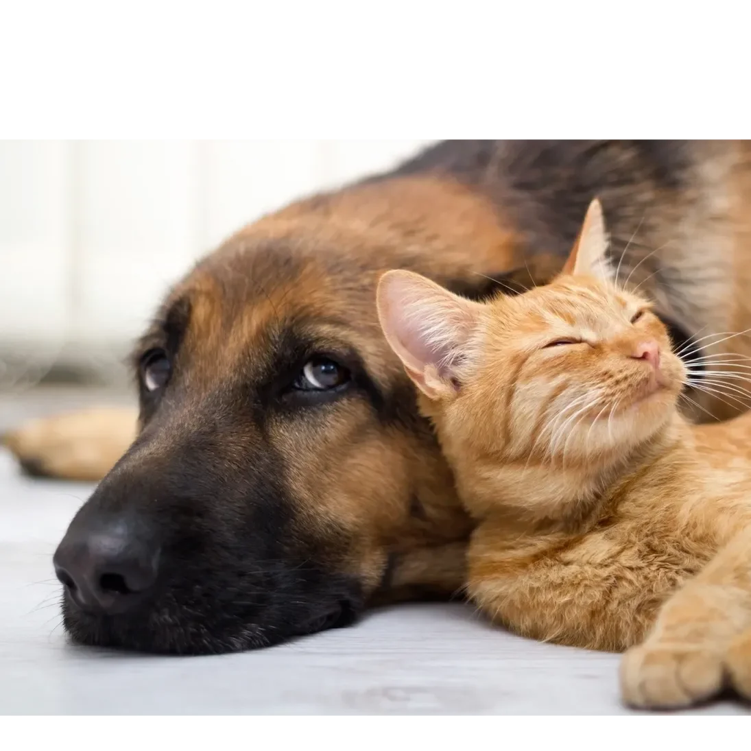 Pet Send Off to Rainbow Bridge