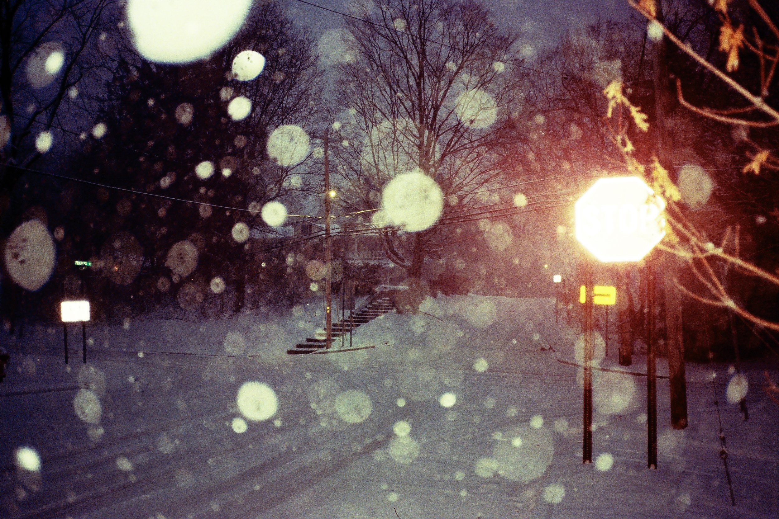 carlisle & marplants-60.JPG