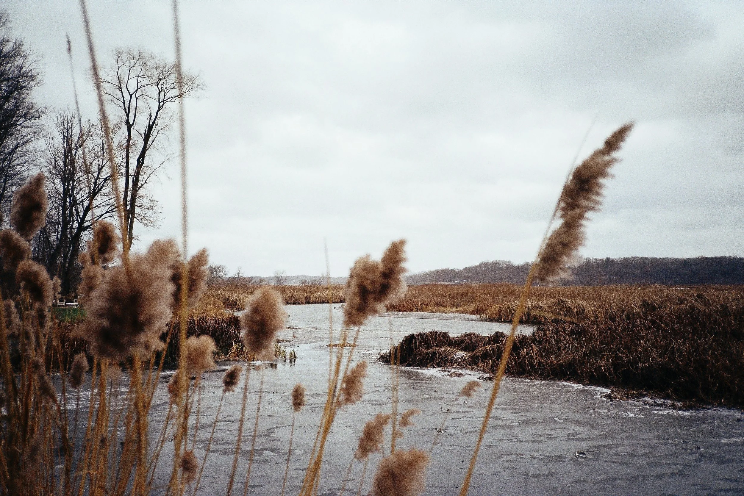 carlisle & marplants-27.JPG