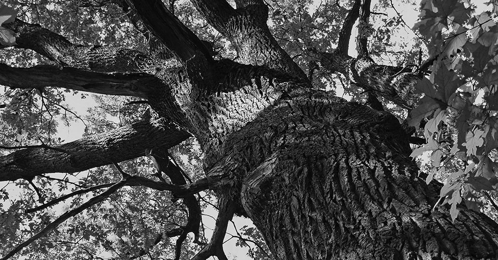 Recent case illustrates the importance of drafting