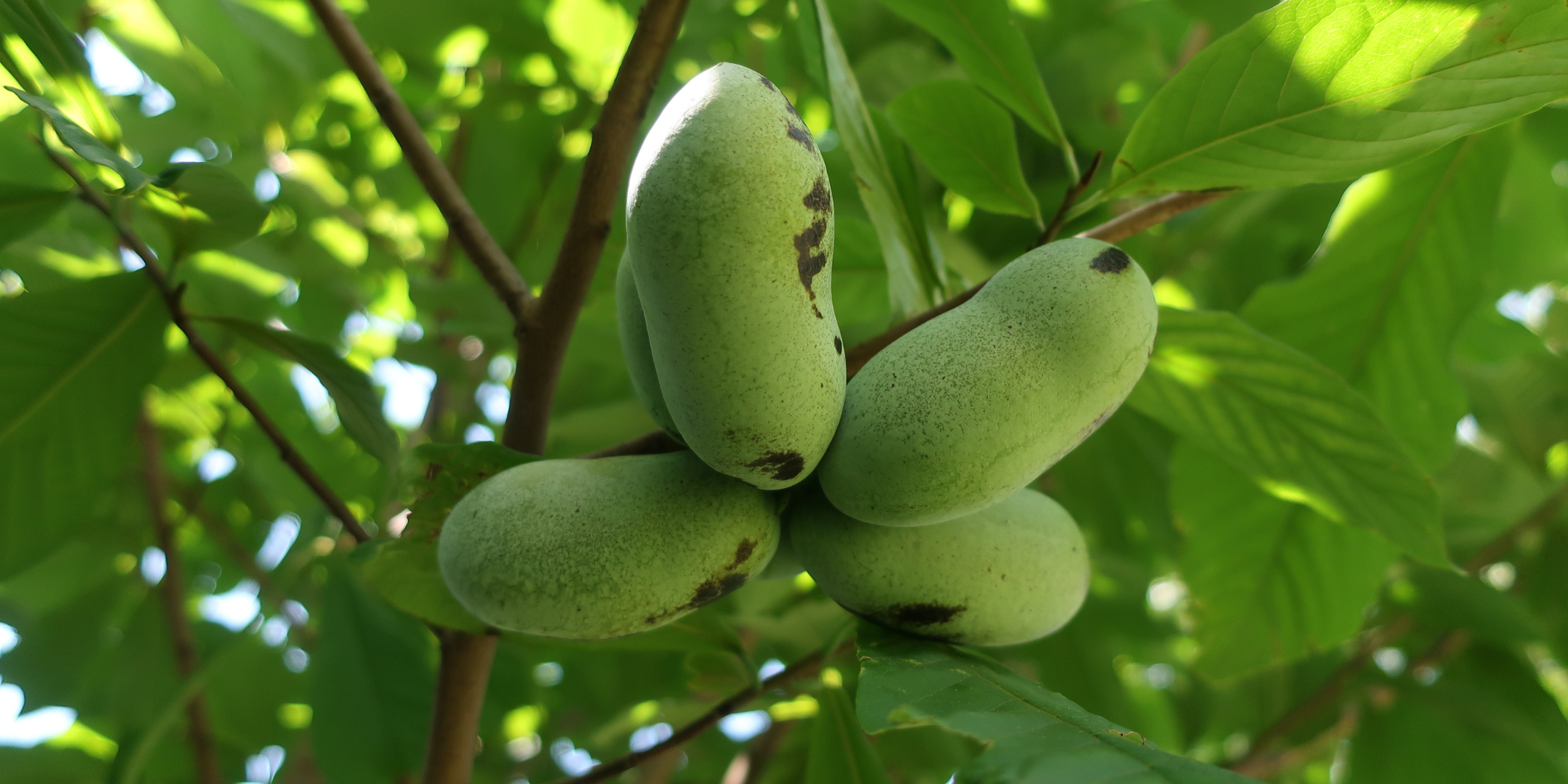October First Saturday Open House: The Birds, the Bees and the Pawpaw Trees
