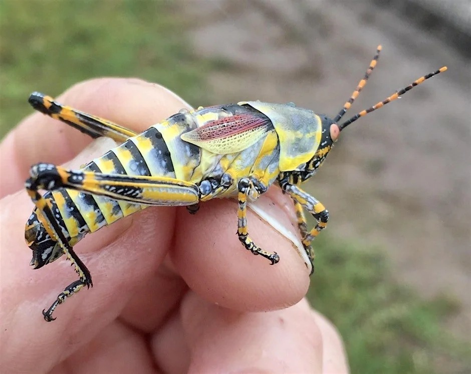 Collecting Insects in Brightest Africa (Fall Course)