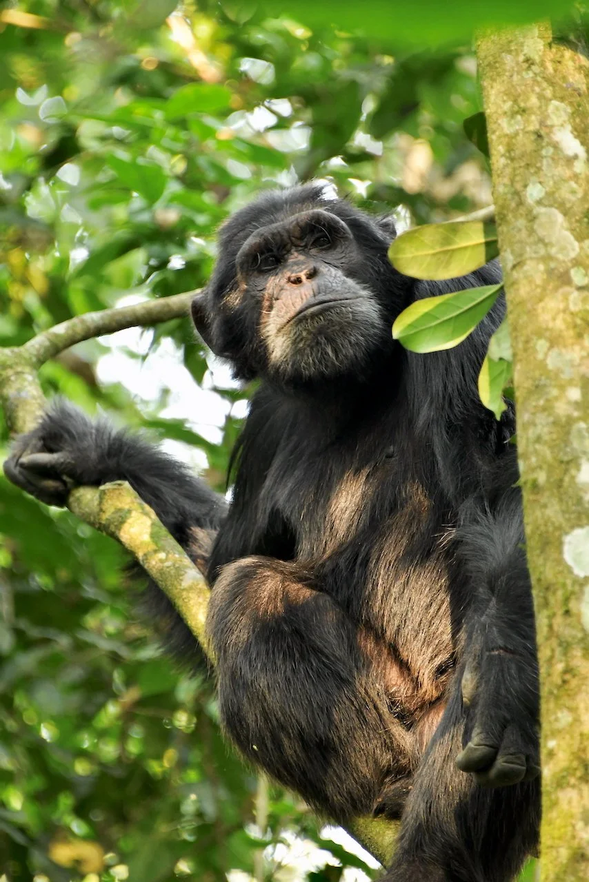WEEKNIGHTS AT THE WAGNER: Growing Old in the Jungle: The Challenges of Aging for Wild Chimpanzees with Dr. Ben Finkel