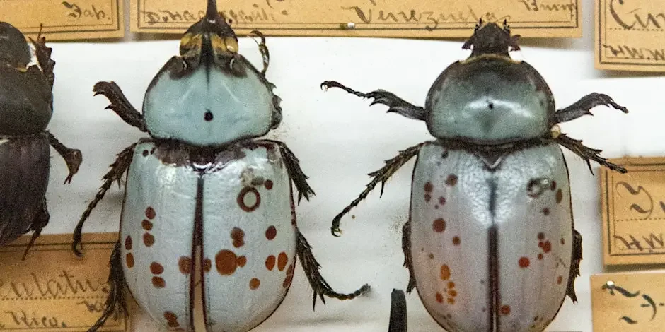 April First Saturday: All About Bugs!