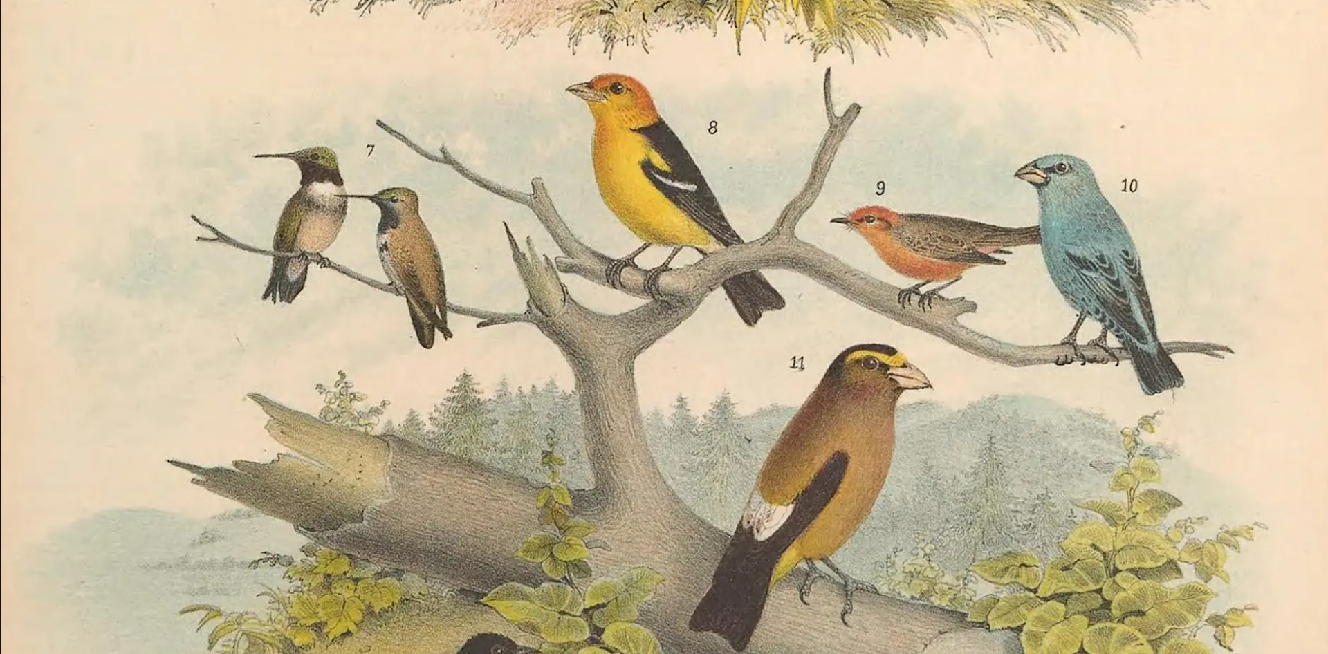 May First Saturday: Go Birds!