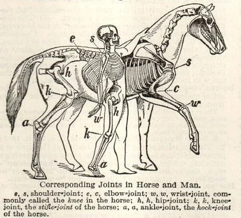 Corresponding Joints.jpg