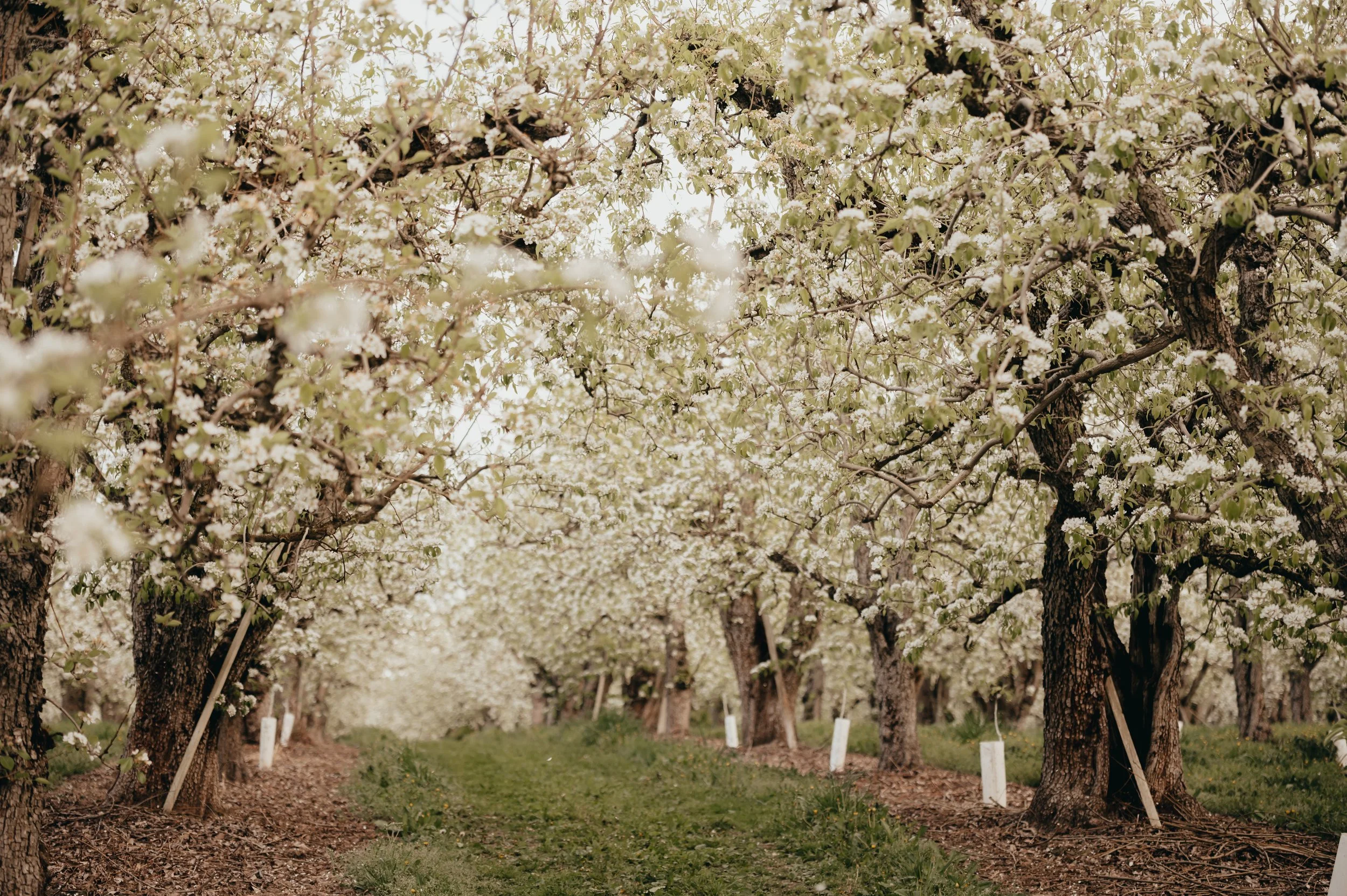 5th ANNUAL PEAR BLOOM RUN 2026
