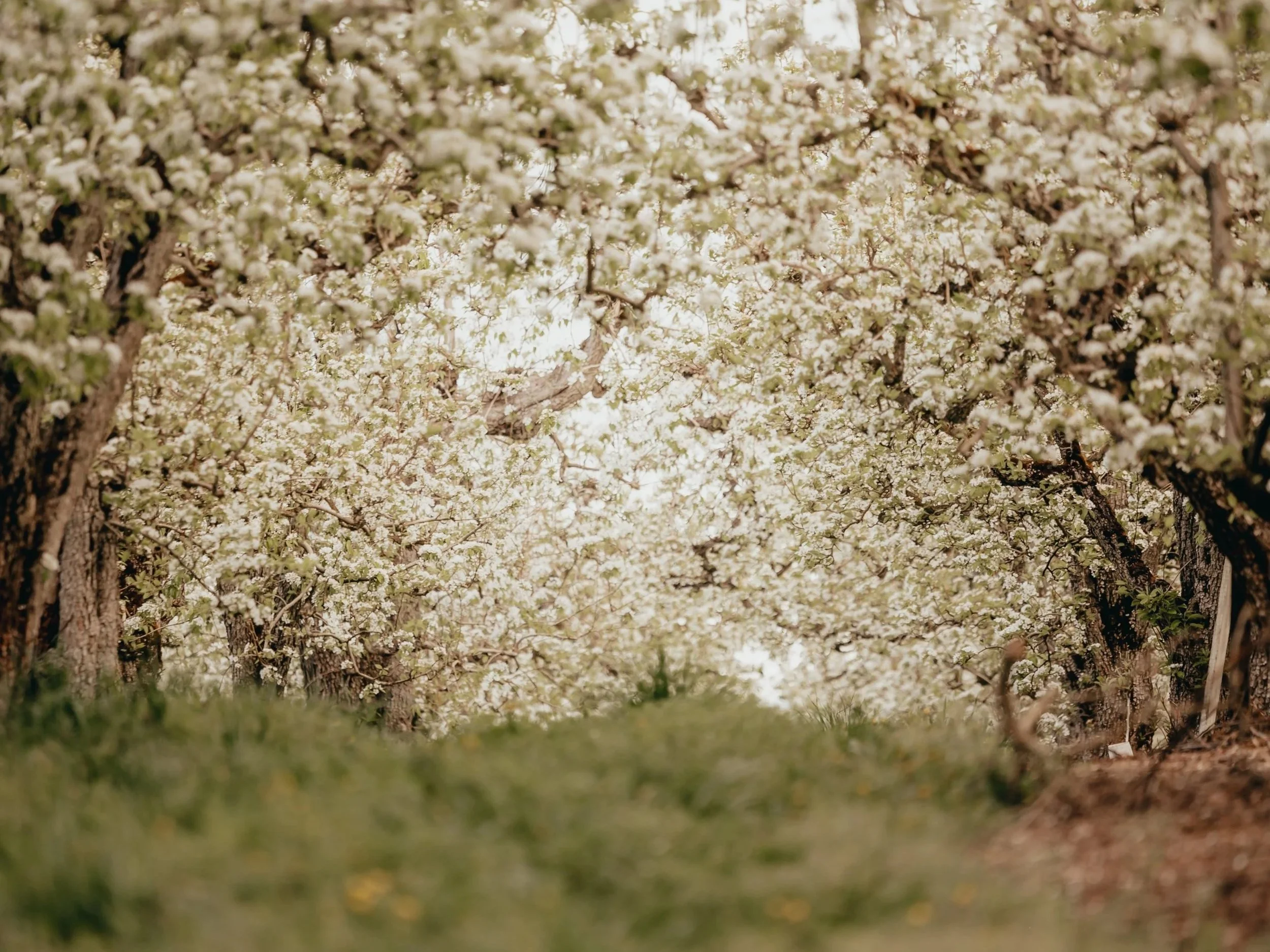 Where the Pear Blooms Lead Us