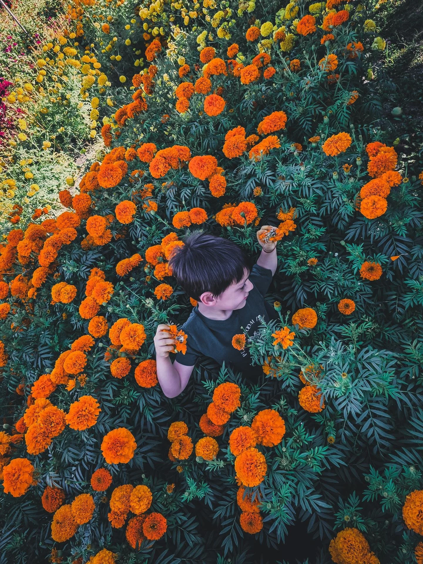 🏵 Autumn Days Mexican Style 🏵 

Harvesting Marigolds for altar garlands ✨️ 

#hoodriver #hoodriverfruitloop #slowflowers #slowautumndays #autumn #fallvibes #marigolds #regenerativefarming #regenerativegardening #flowers #pdxkids #portland #oregon #