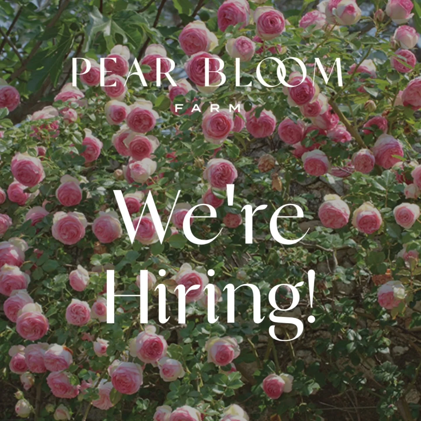 ✨️We're hiring!✨️

Are you a flower child? 🌸 Love working with people? Join us!

Apply now at www.pearbloomfarm.com/join-us

(Link in bio)

#hoodriver #hoodriverfruitloop #columbiarivergorge