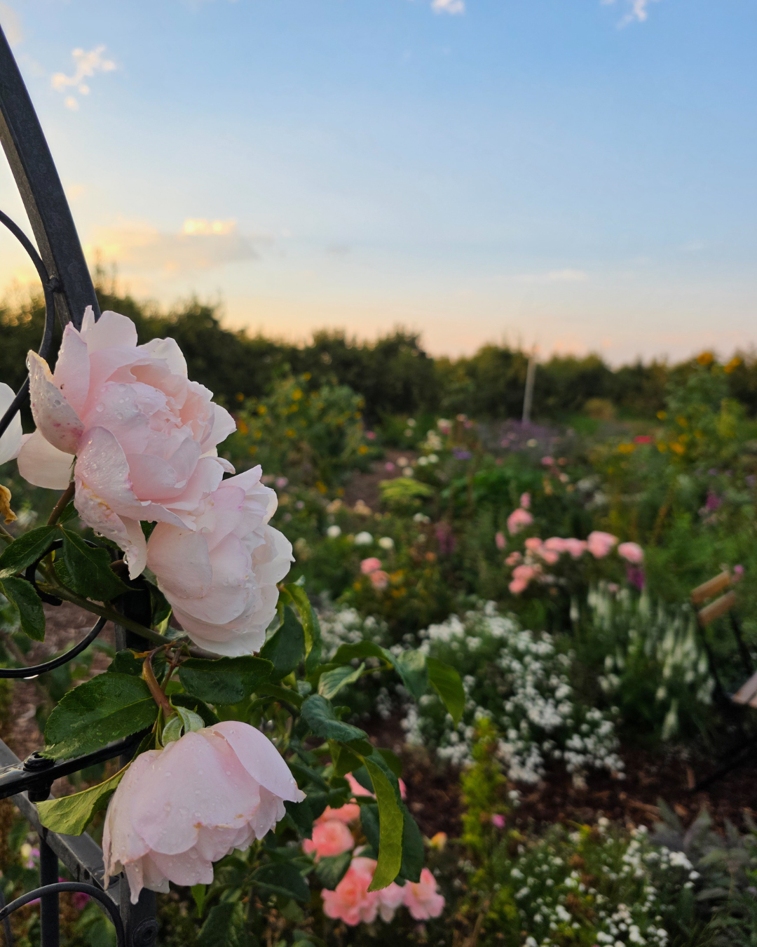 Bloom Within: Summer Solstice Reset Floral Experience