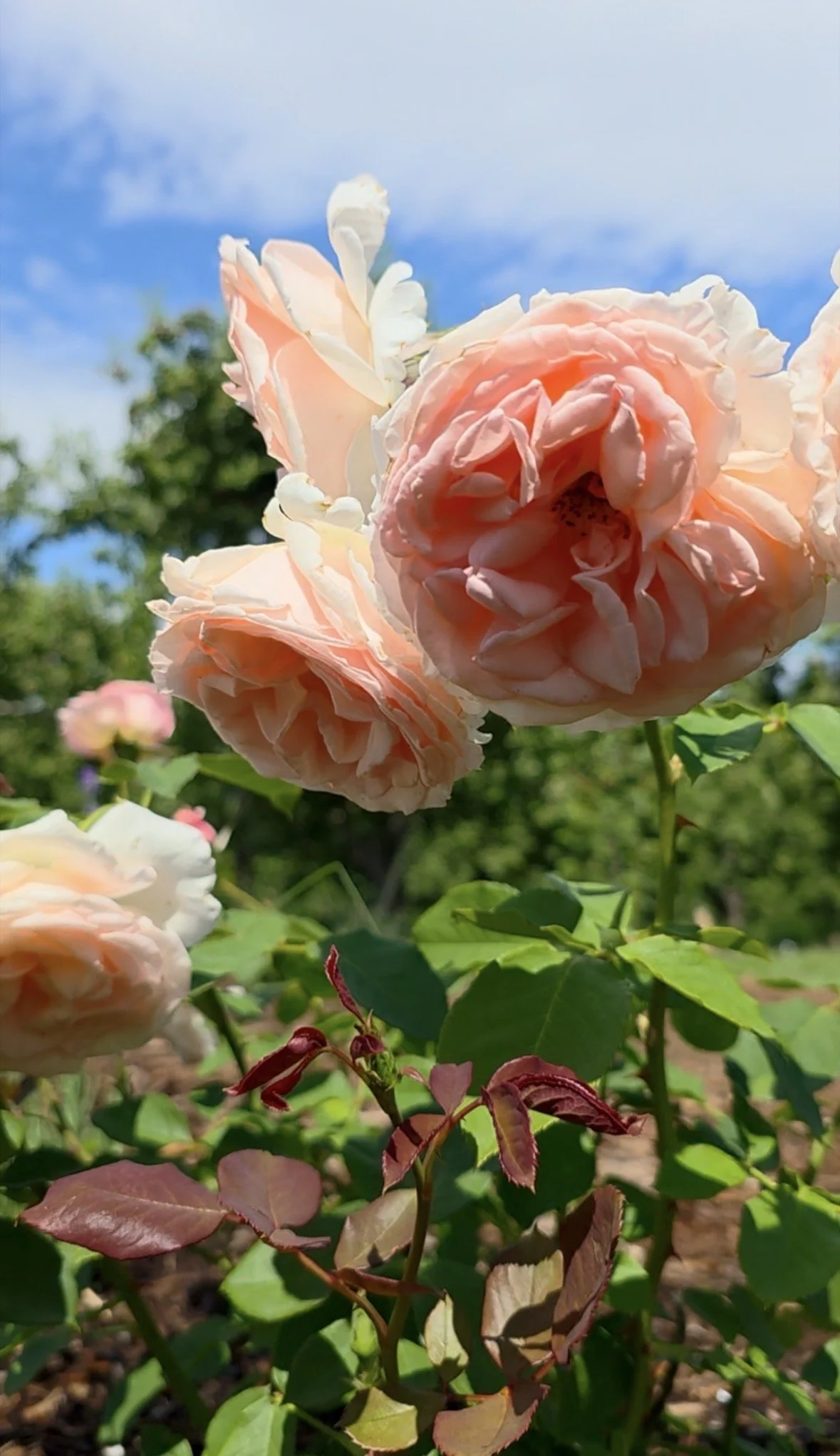 Bloom Within: Breathwork &amp; Blooms