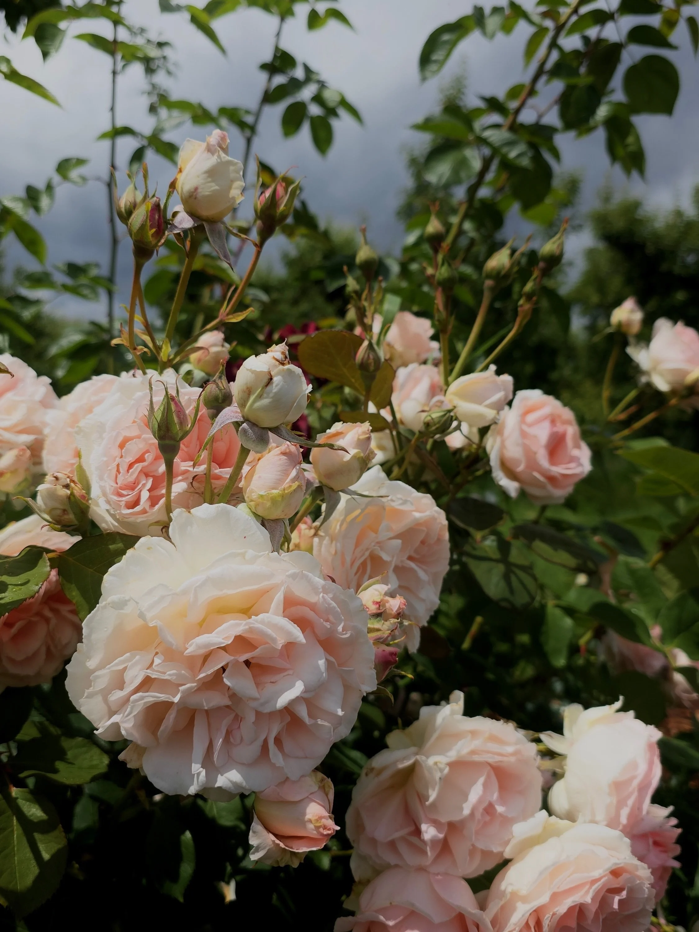 We&rsquo;re completely enchanted by the beautiful shades of pink gracing the Rose Garden right now, and these roses are just a glimpse of what&rsquo;s in bloom.

We&rsquo;ll be open tomorrow, and we&rsquo;d love to welcome you for a stroll through th