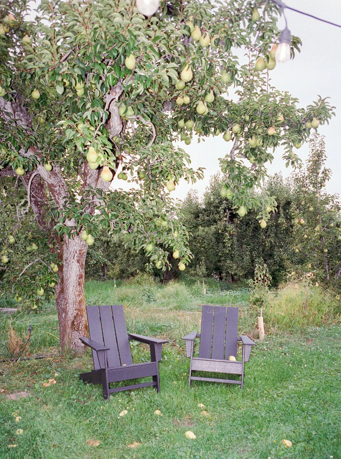 2026-ace-photography-crag-rat-hut-hood-river-wedding-rehearsal-dinner-film-51.jpg