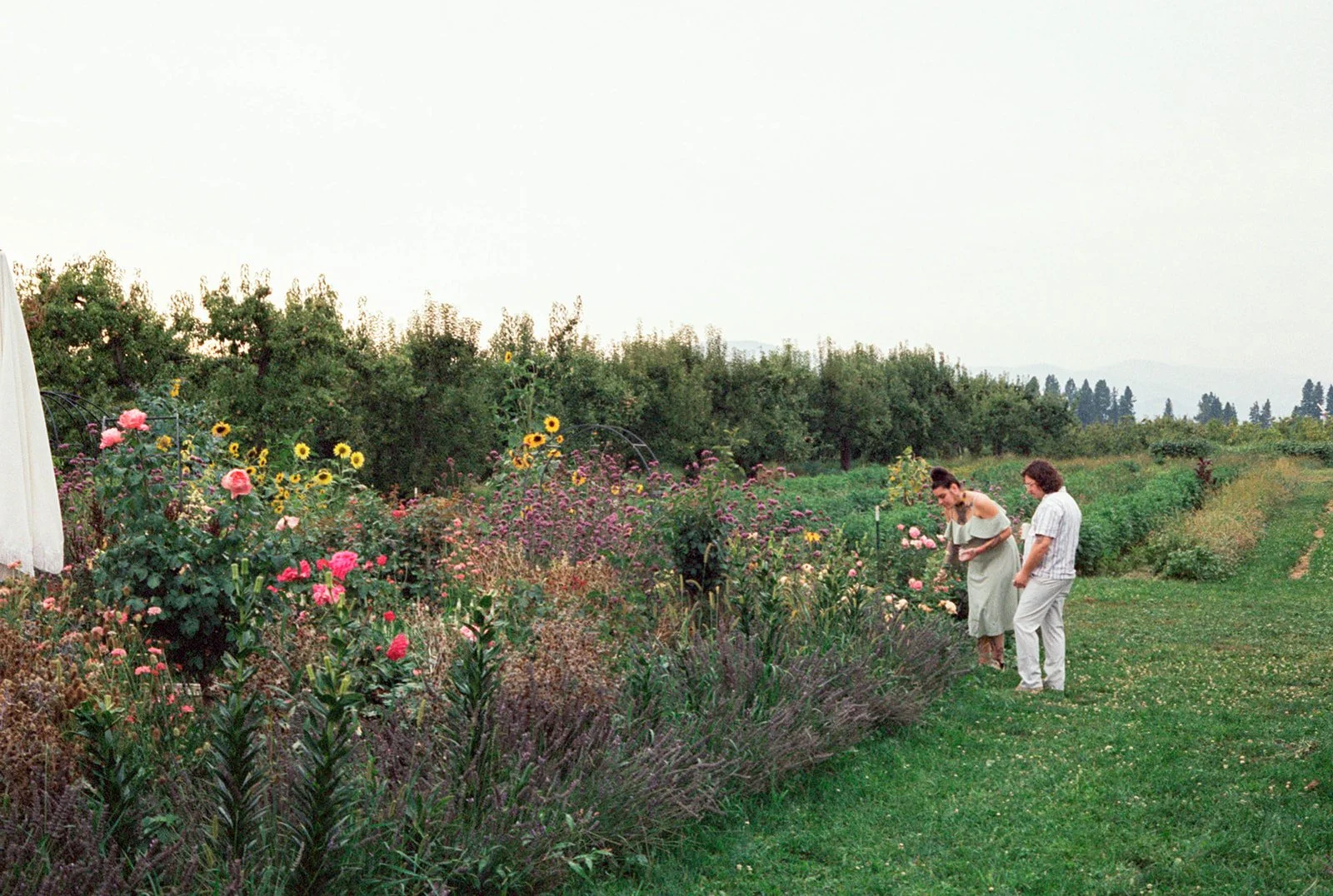 2026-ace-photography-crag-rat-hut-hood-river-wedding-rehearsal-dinner-film-113.jpg