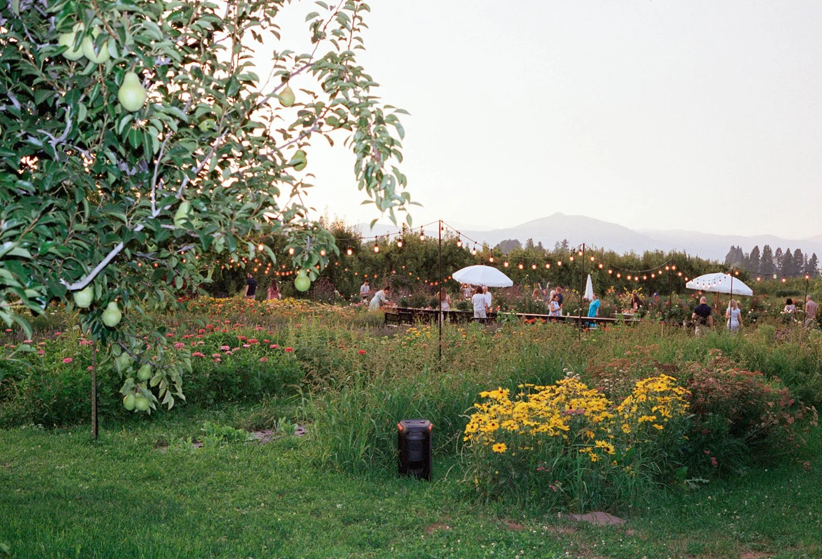 2026-ace-photography-crag-rat-hut-hood-river-wedding-rehearsal-dinner-film-115.jpg