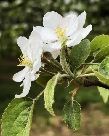 A Heartfelt Tradition at Pear Bloom Farm — Pear Bloom Farm