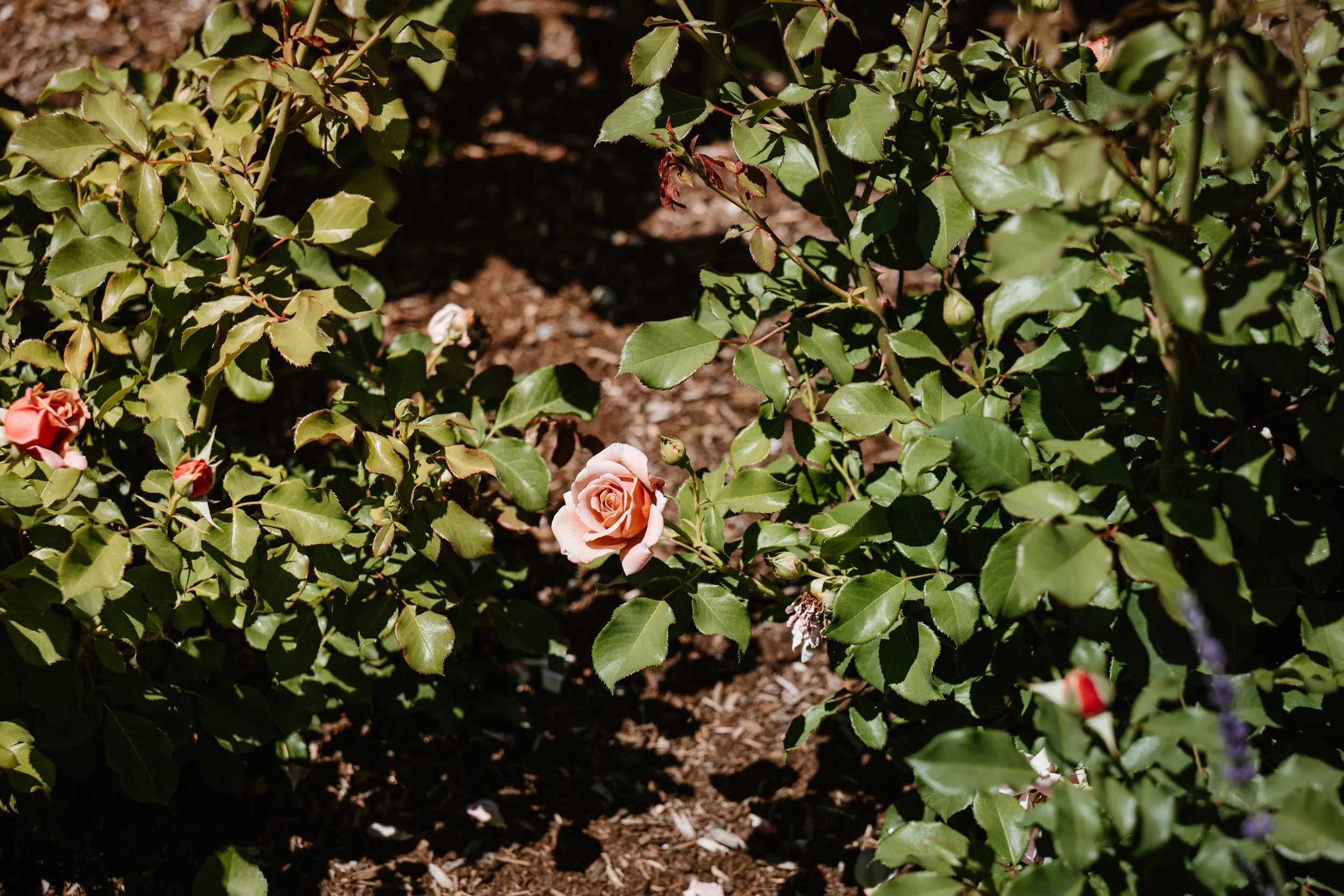 darlamaxinephotography-60.jpg