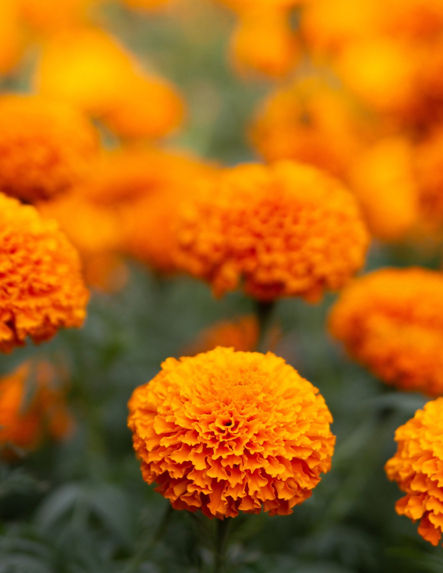 Medium Marigold Bouquet (Pre-Order)