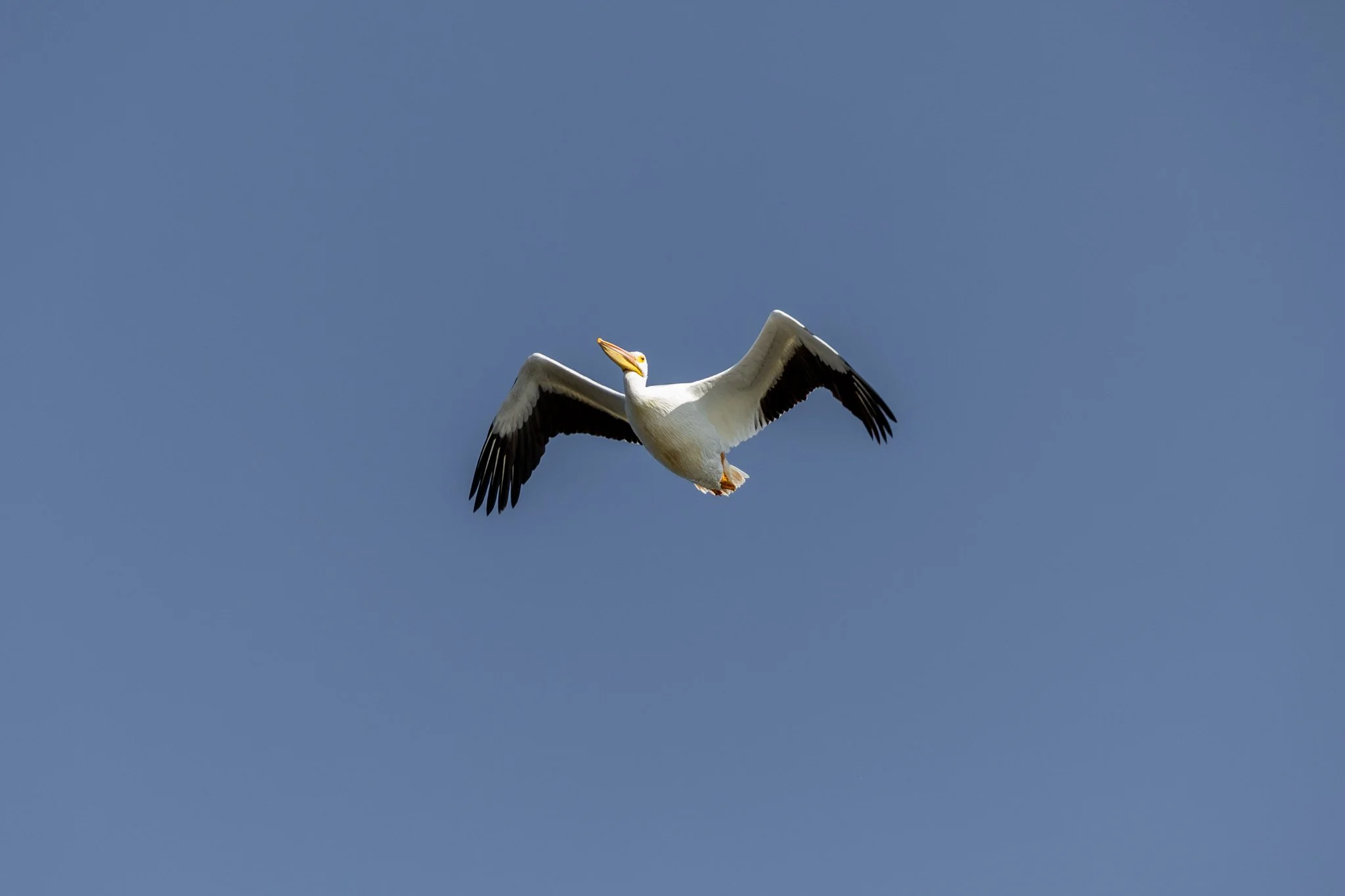 IMG_5922.jpg