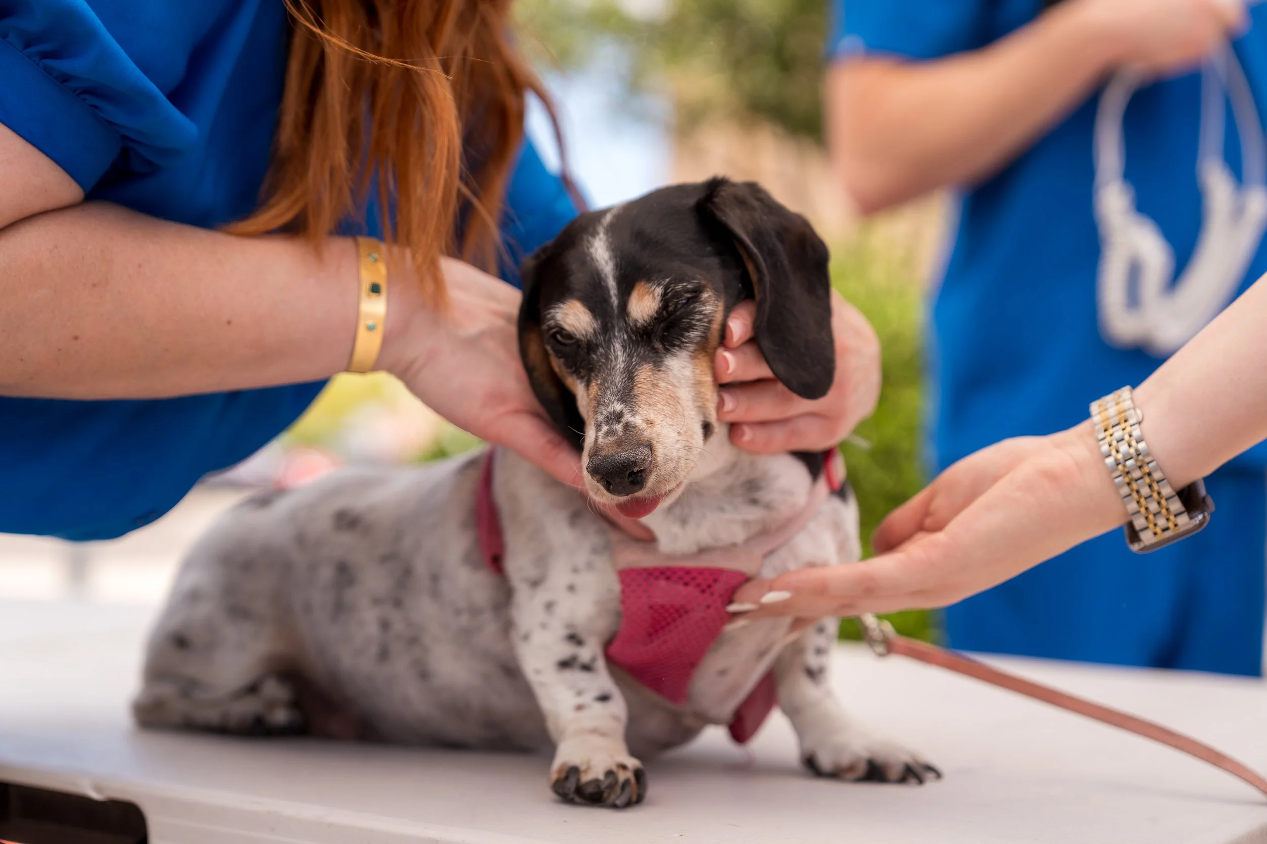 A veterinarian checks a small dog with a black and white coat and a pink harness, while a person holds its head gently. The scene is outdoors, with the dog sitting on a white table.