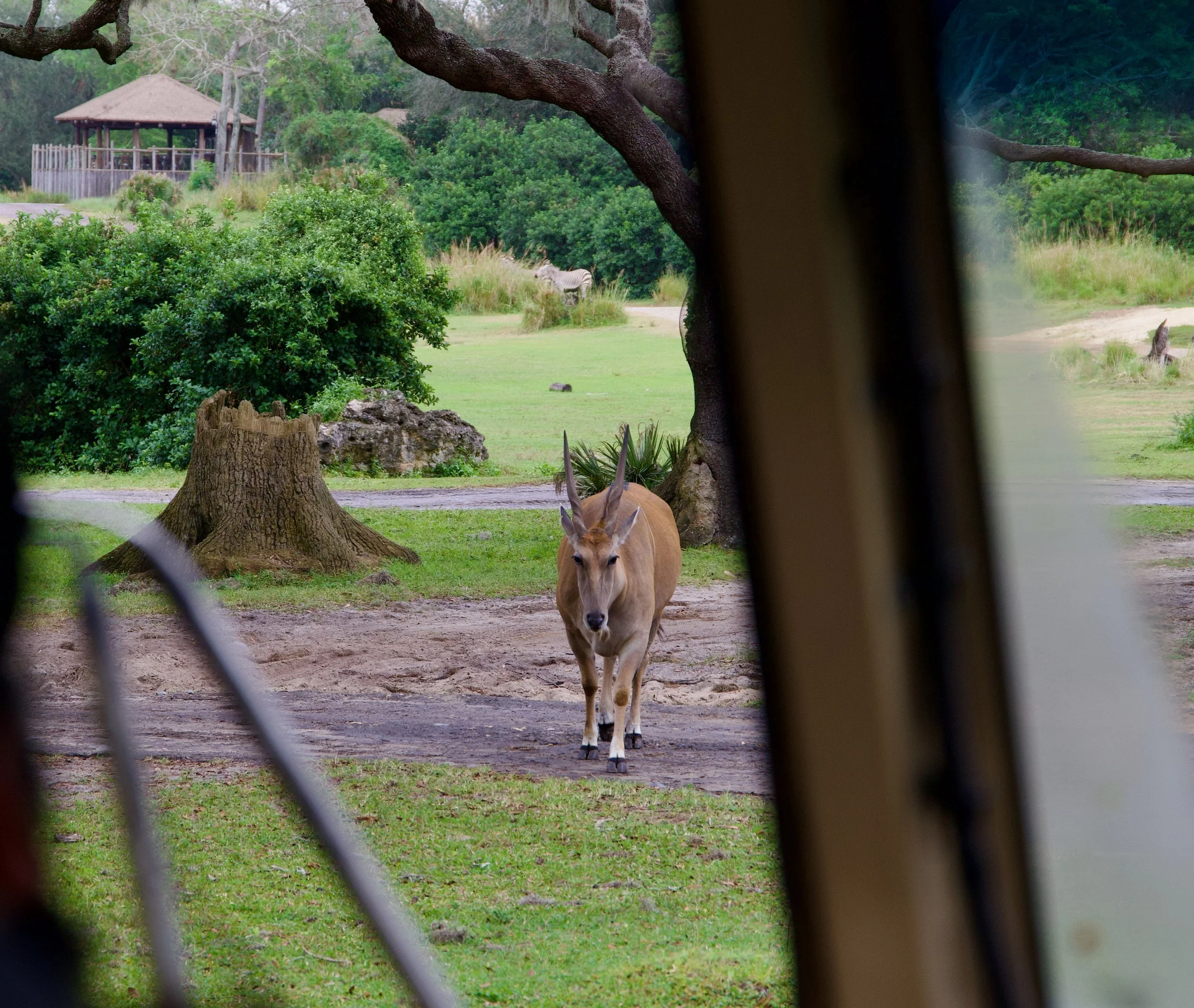 disney2024 - 84_compressed.jpg