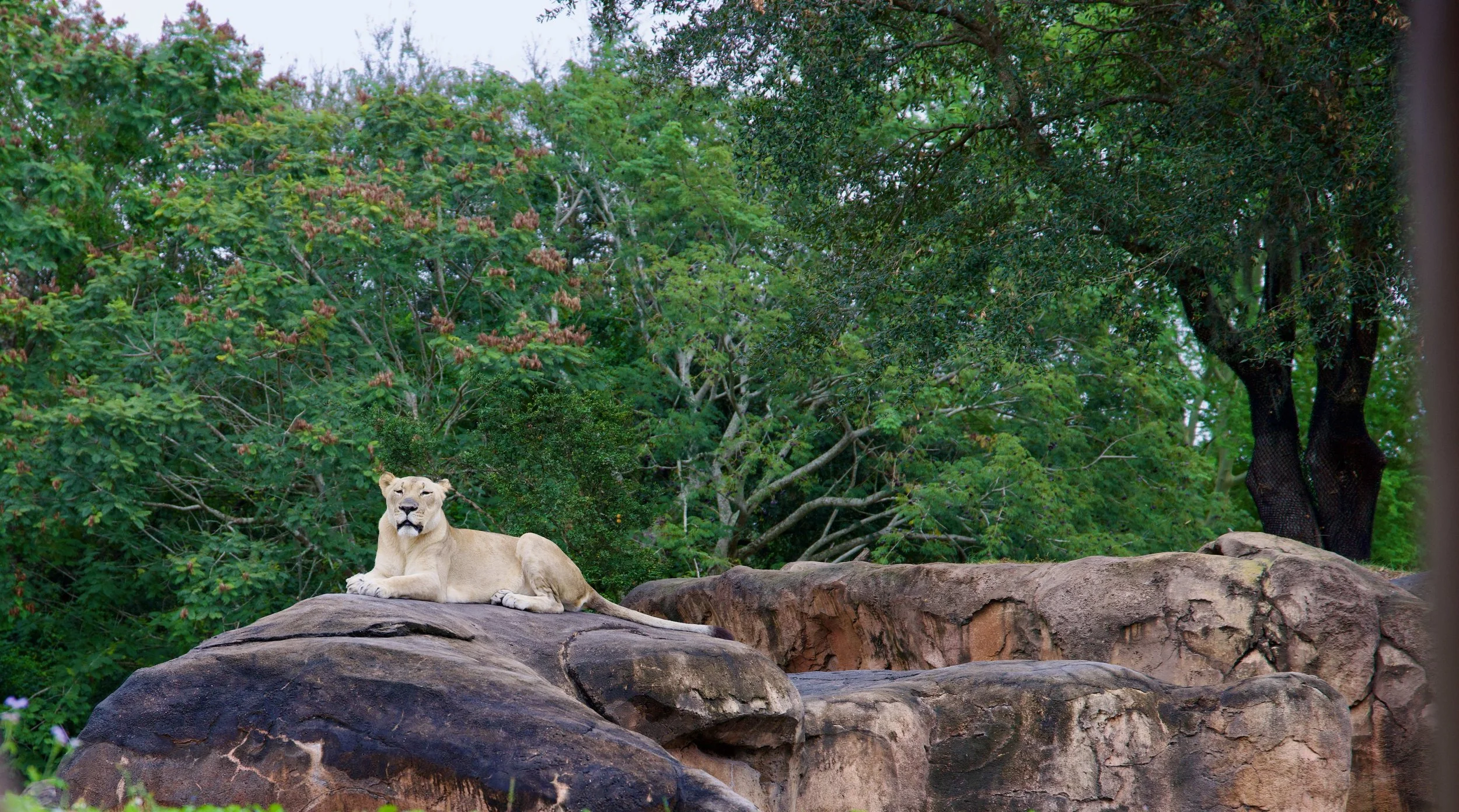 disney2024 - 103_compressed.jpg