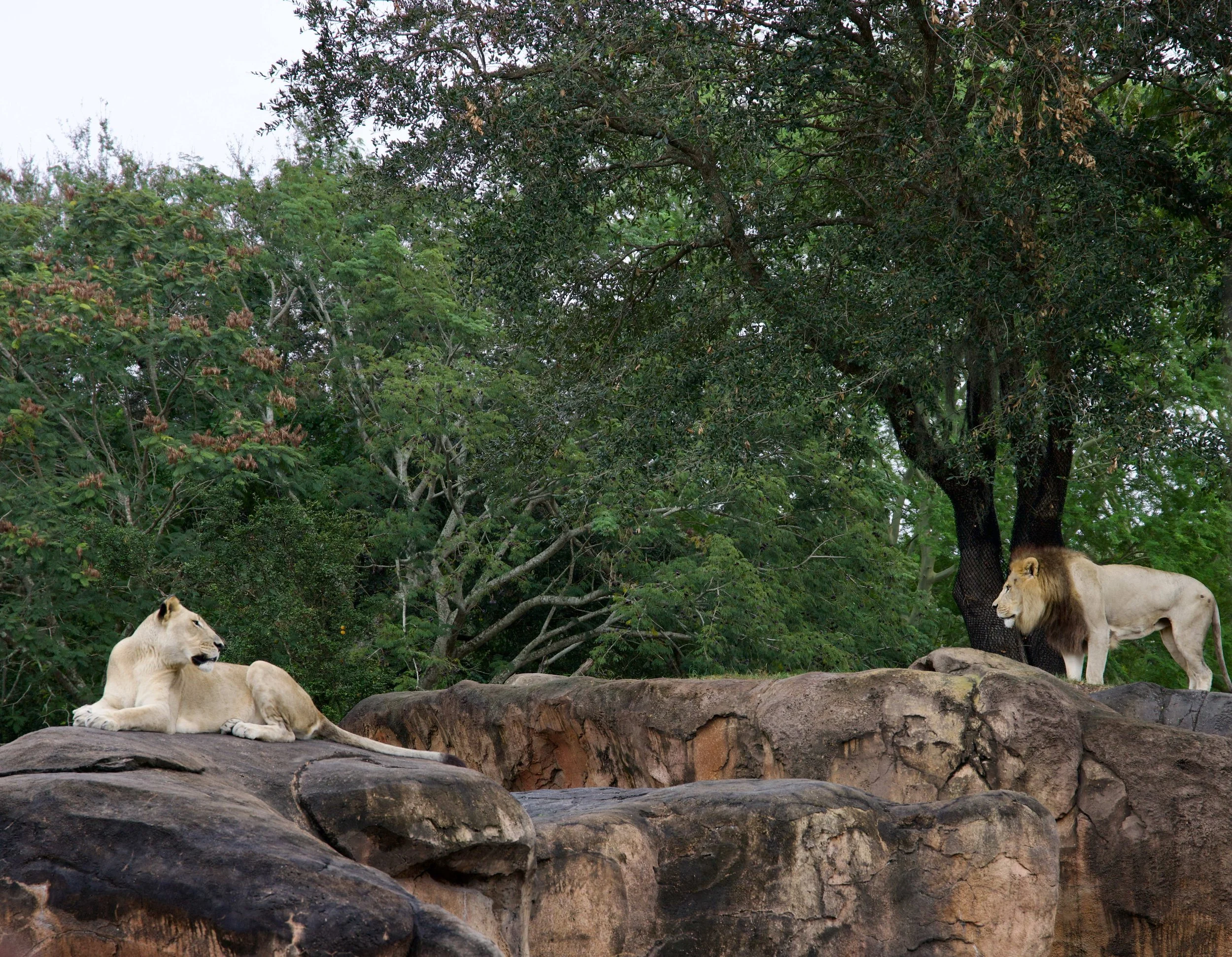 disney2024 - 106_compressed.jpg