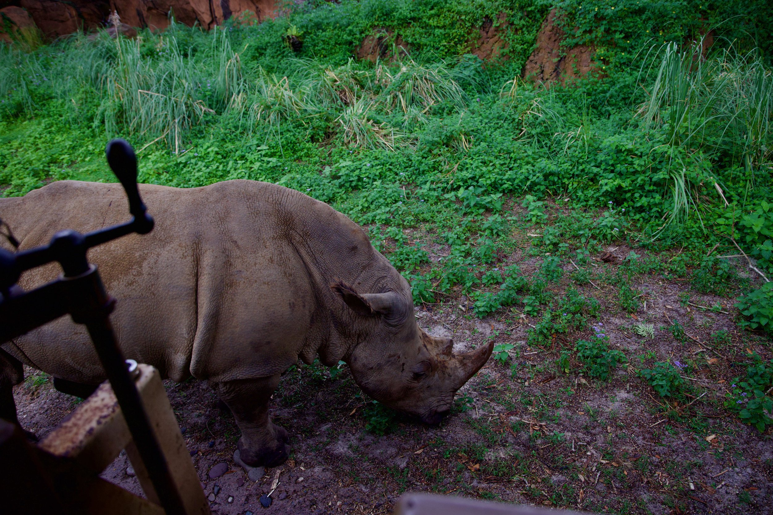 disney2024 - 113_compressed.jpg