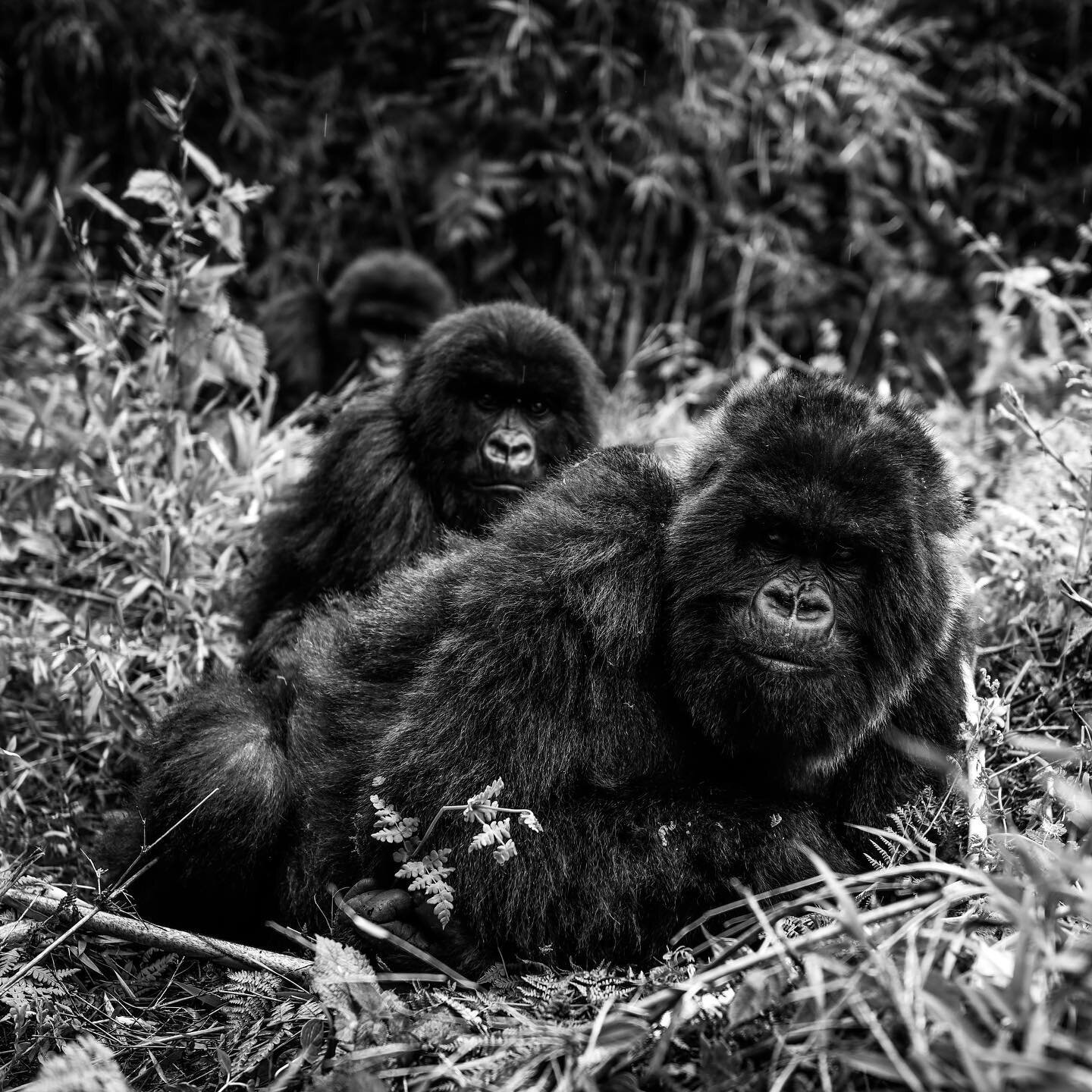 Under the same sun @goprimateadventures #gorillas #mountaingorilla