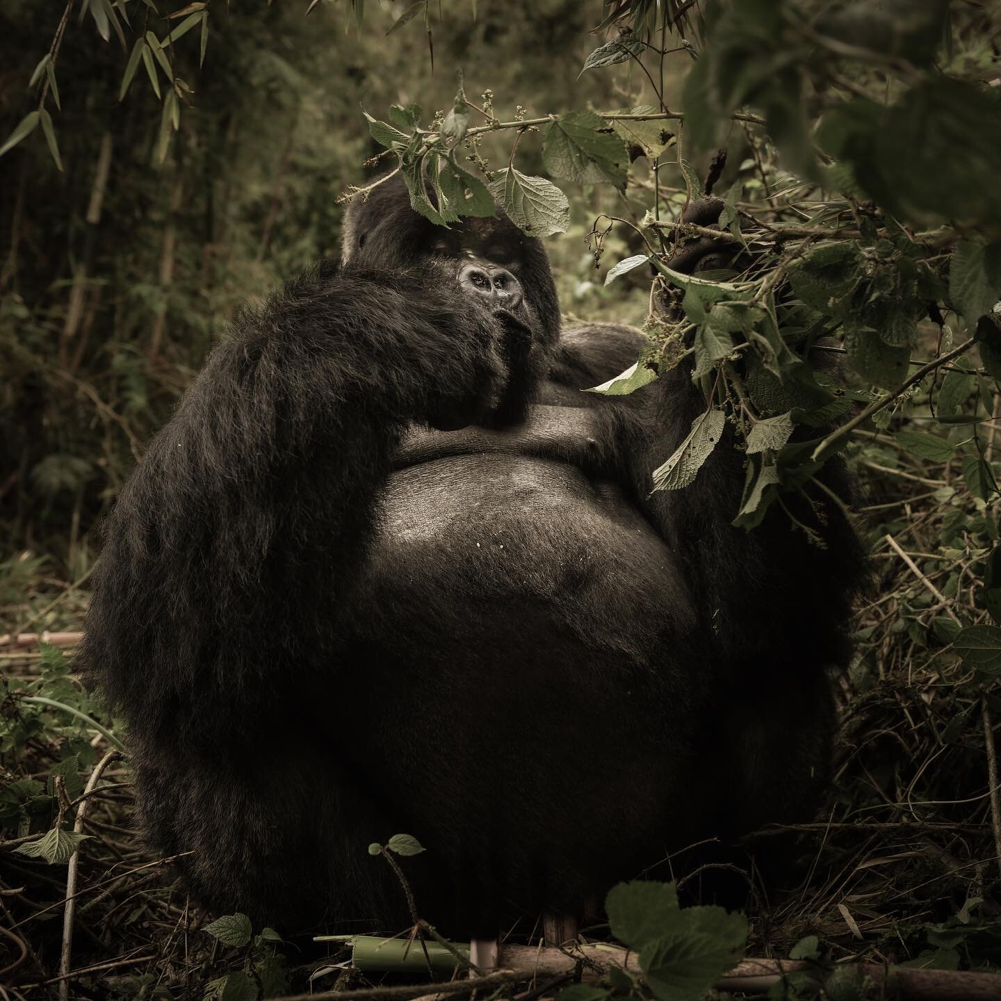 Th&eacute; Art of Noticing. Among The Living #wildlife #gorillas #imagespublishinggroup