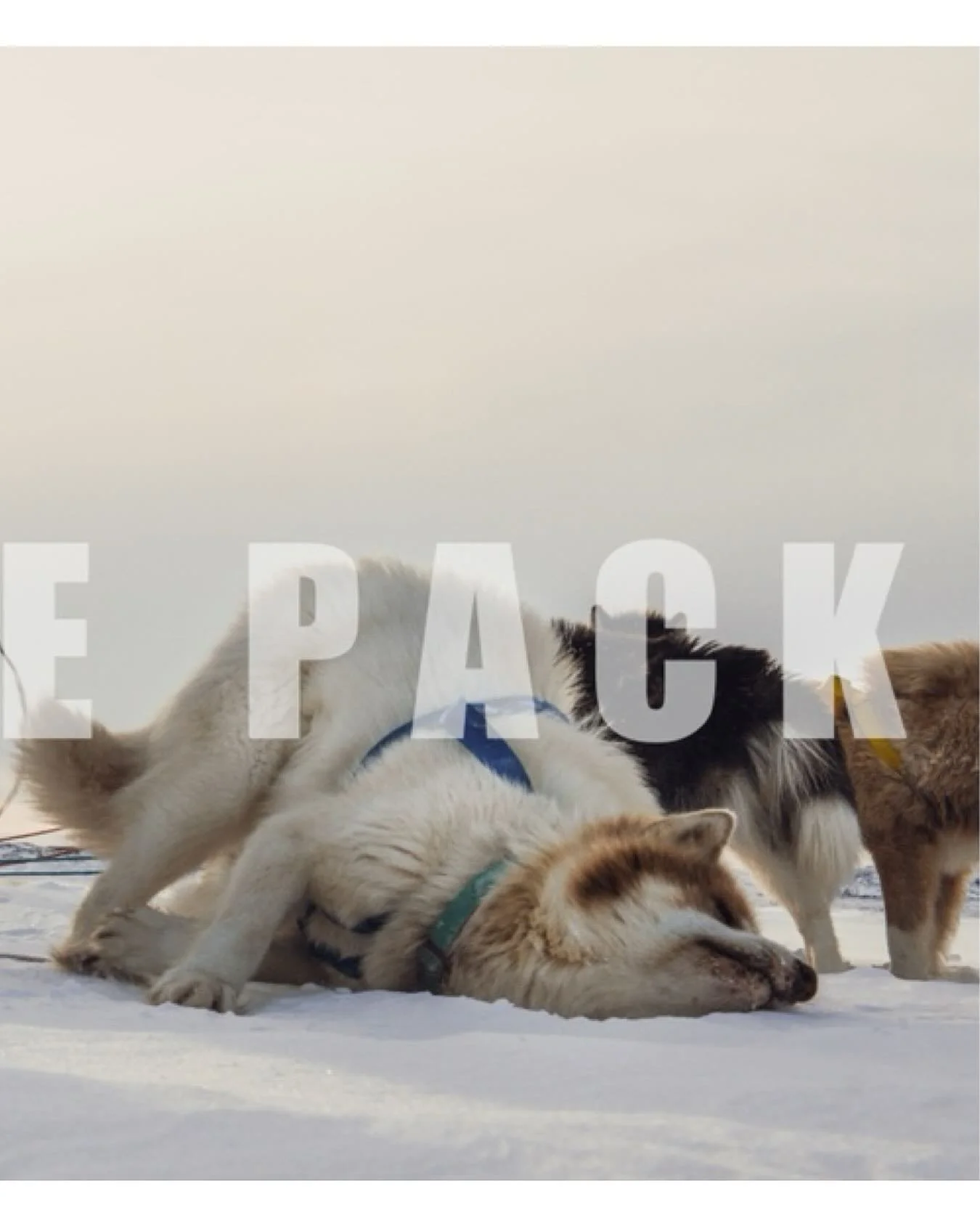 Echoes of the Pack
For nearly a decade, I have walked the edges of the Arctic with my camera, chasing the lives of polar bears across drifting ice and shifting seasons. In their presence, I found both fragility and power &mdash; a species at once mag