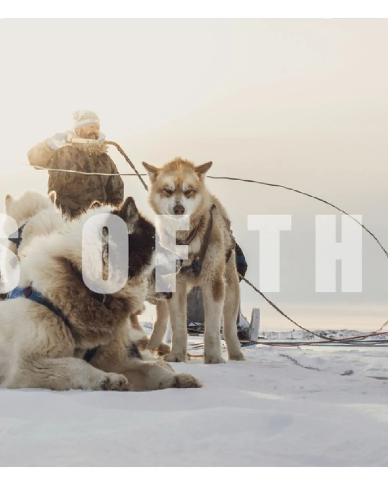 Echoes of the Pack
For nearly a decade, I have walked the edges of the Arctic with my camera, chasing the lives of polar bears across drifting ice and shifting seasons. In their presence, I found both fragility and power &mdash; a species at once mag