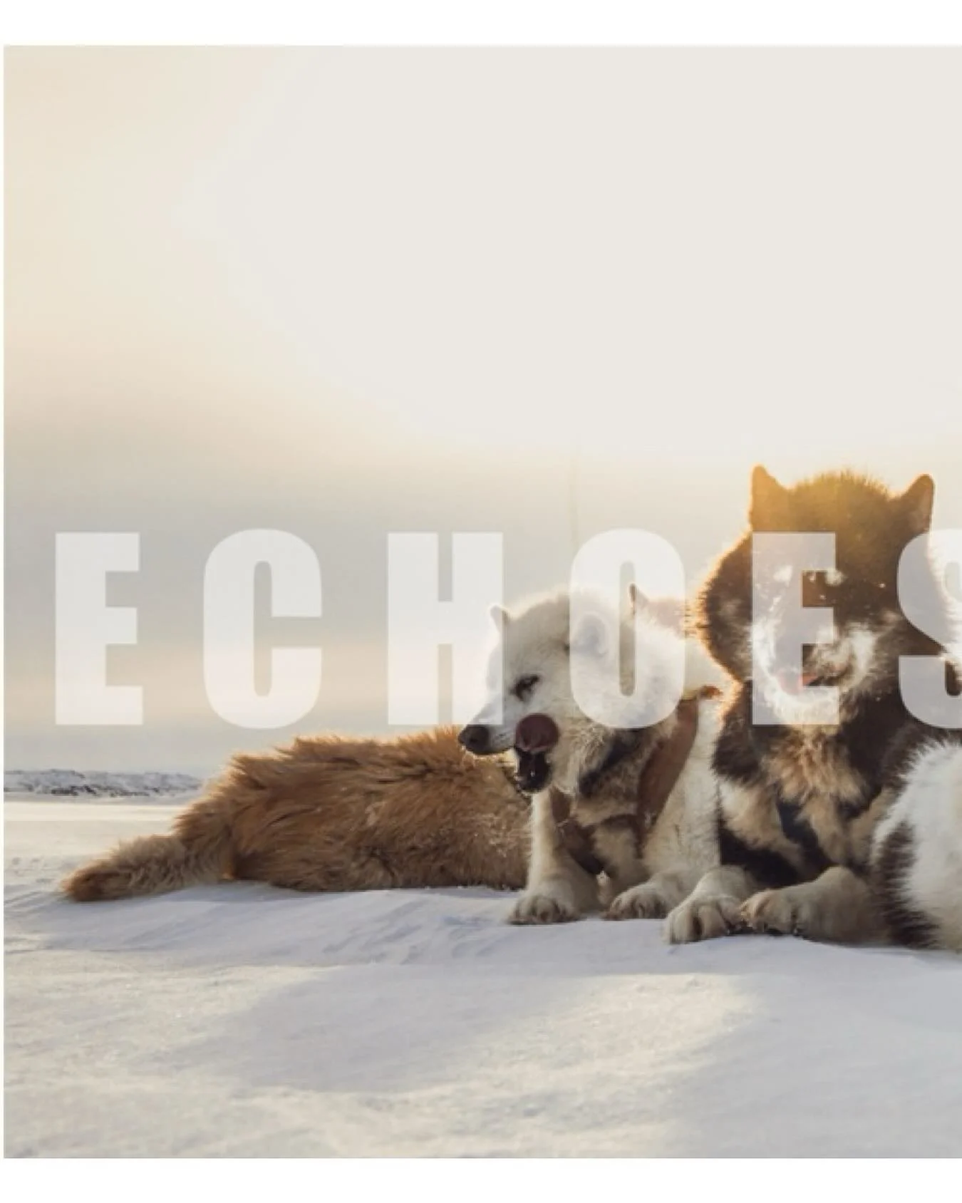 Echoes of the Pack
For nearly a decade, I have walked the edges of the Arctic with my camera, chasing the lives of polar bears across drifting ice and shifting seasons. In their presence, I found both fragility and power &mdash; a species at once mag