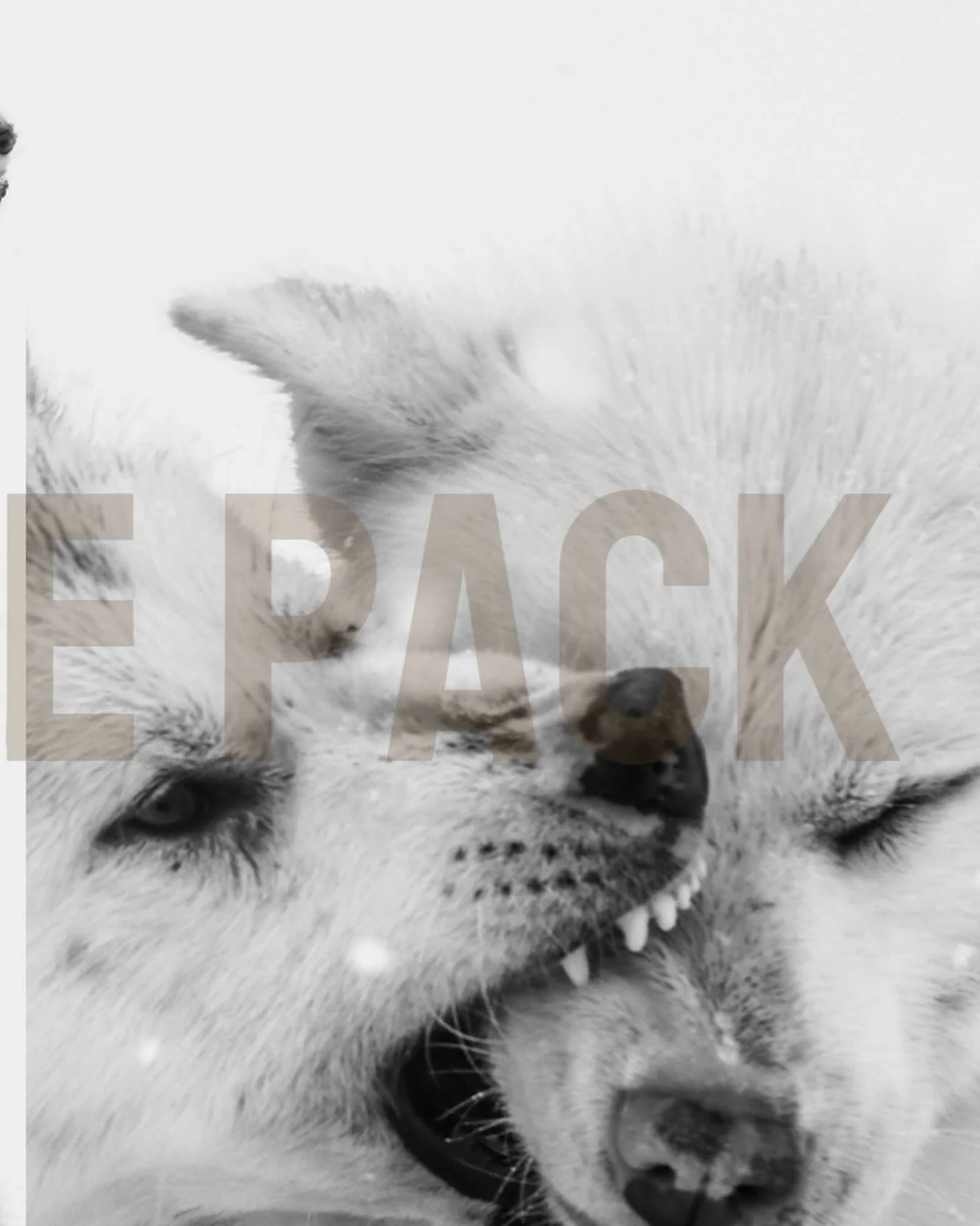 Echoes of the Pack
For nearly a decade, I have walked the edges of the Arctic with my camera, chasing the lives of polar bears across drifting ice and shifting seasons. In their presence, I found both fragility and power &mdash; a species at once mag